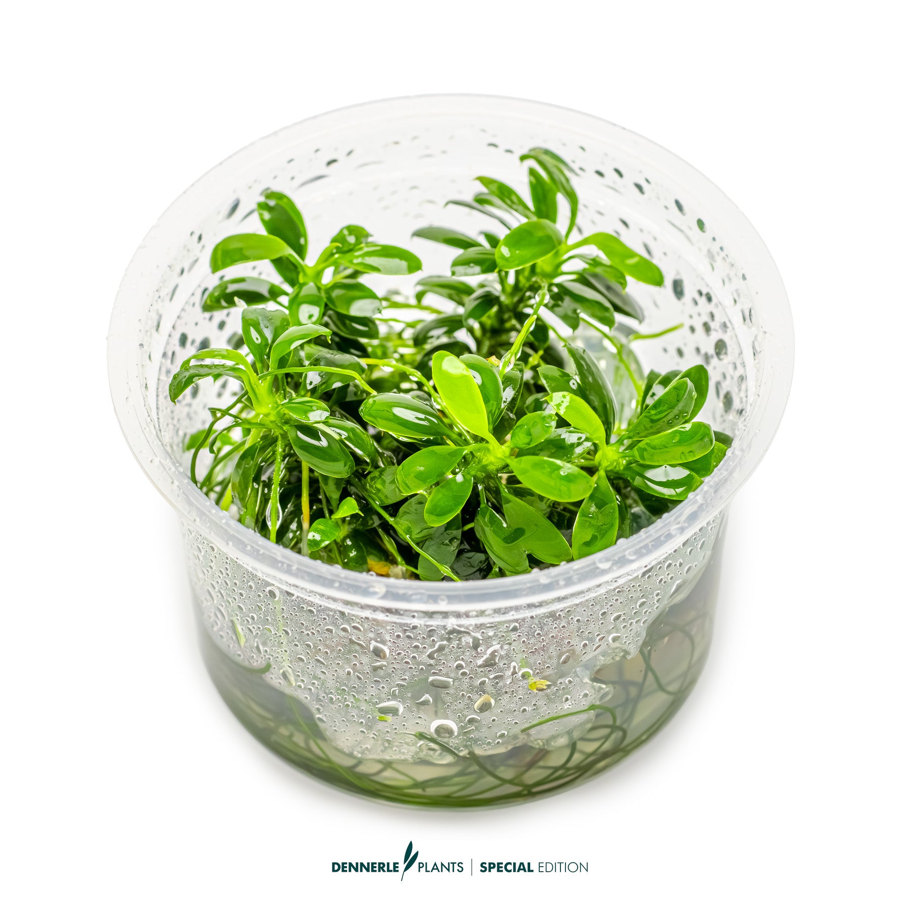 Compact tiny foreground Anubias plant with green leaves