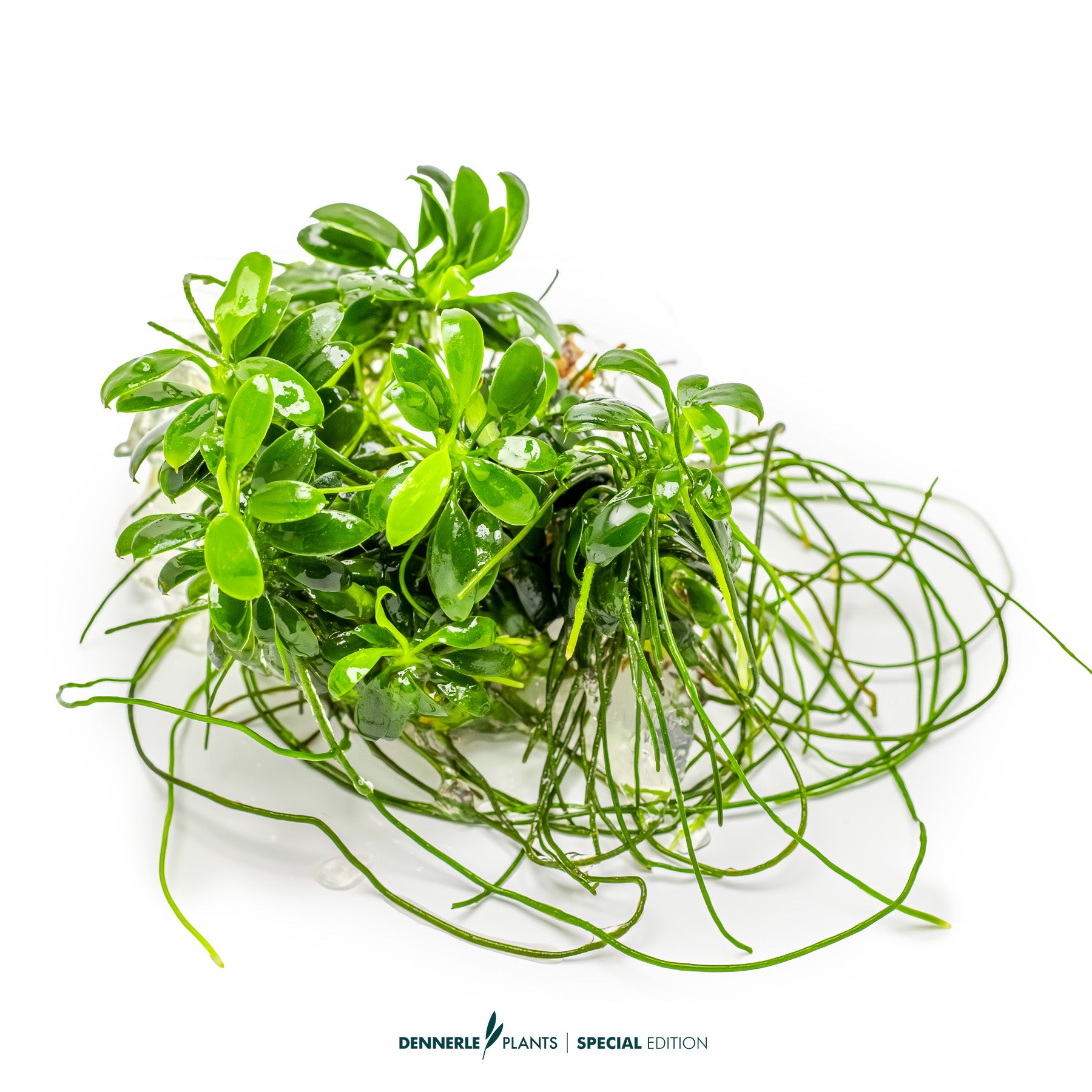 Compact tiny foreground Anubias plant with green leaves