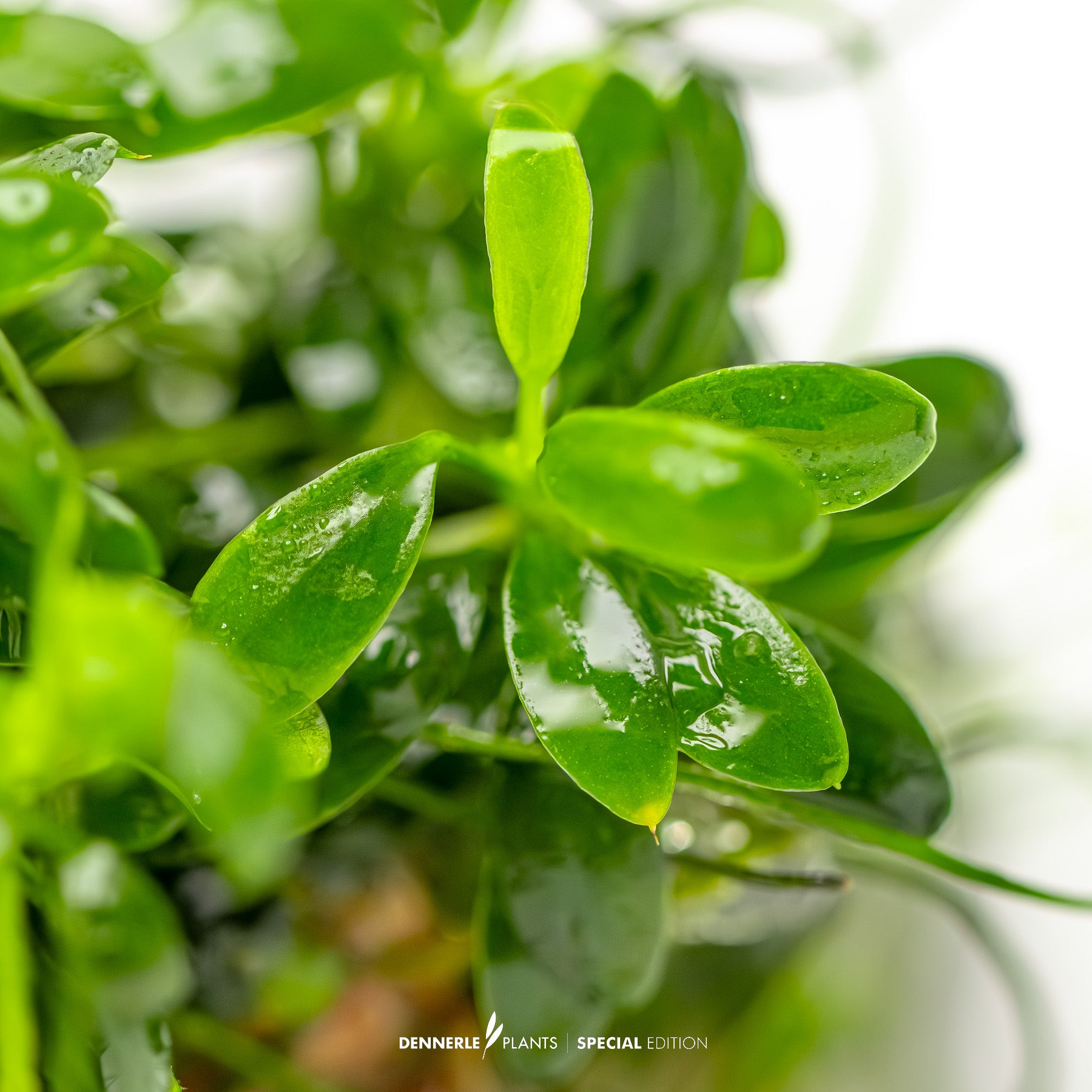 Compact tiny foreground Anubias plant with green leaves