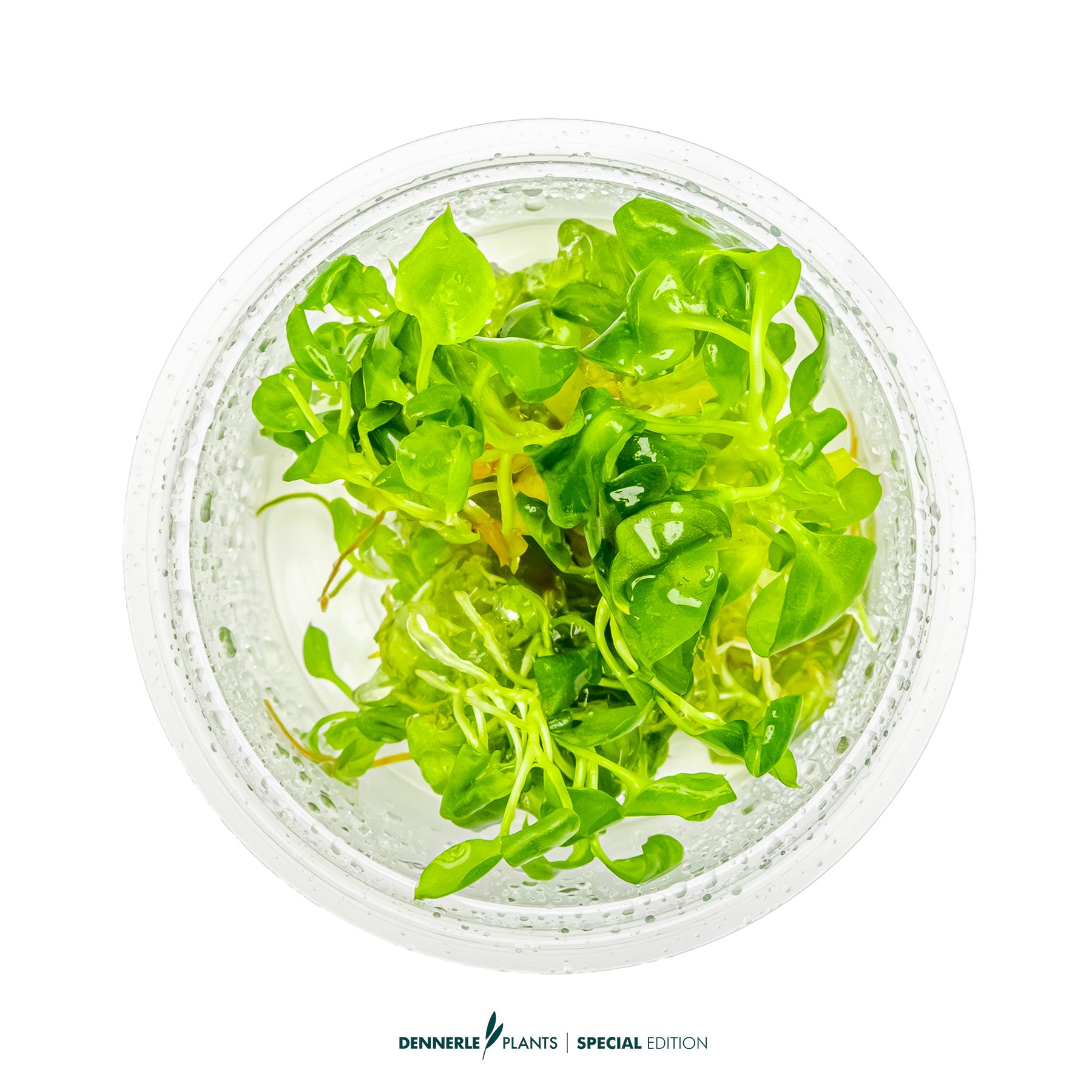 Anubias heterophylla as midground plant in aquarium