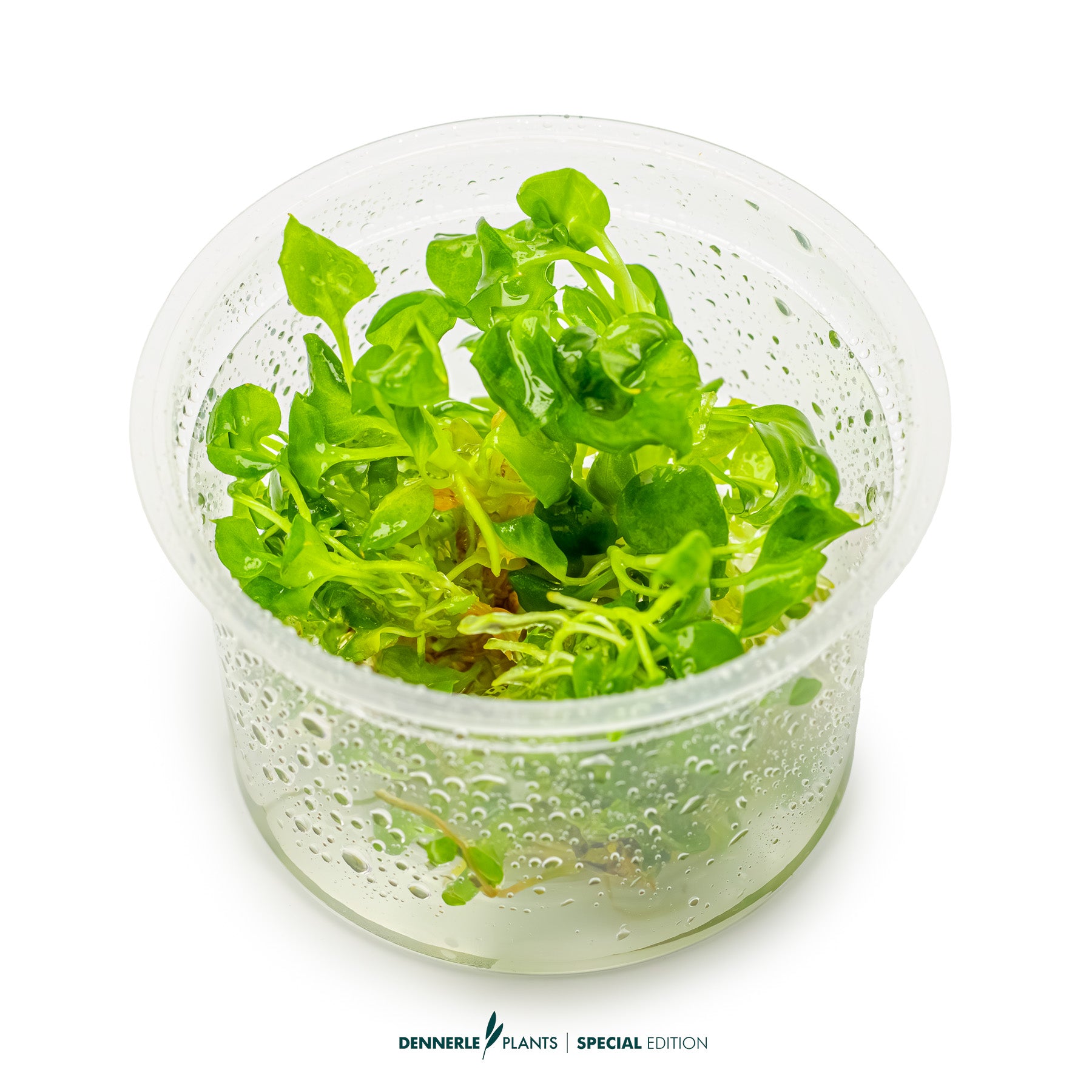 Anubias heterophylla as midground plant in aquarium