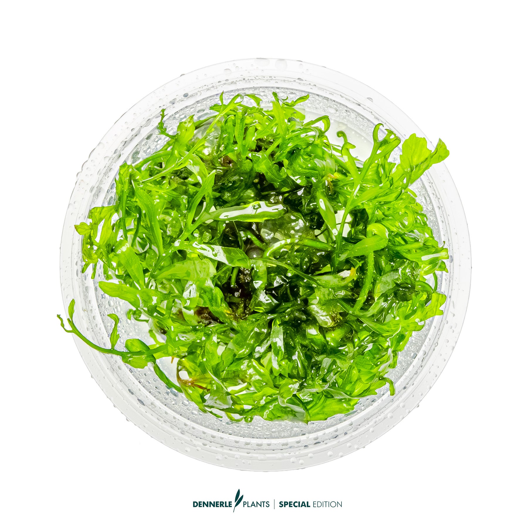 green epiphytic fern Bolbitis heudelotii as aquarium background plant
