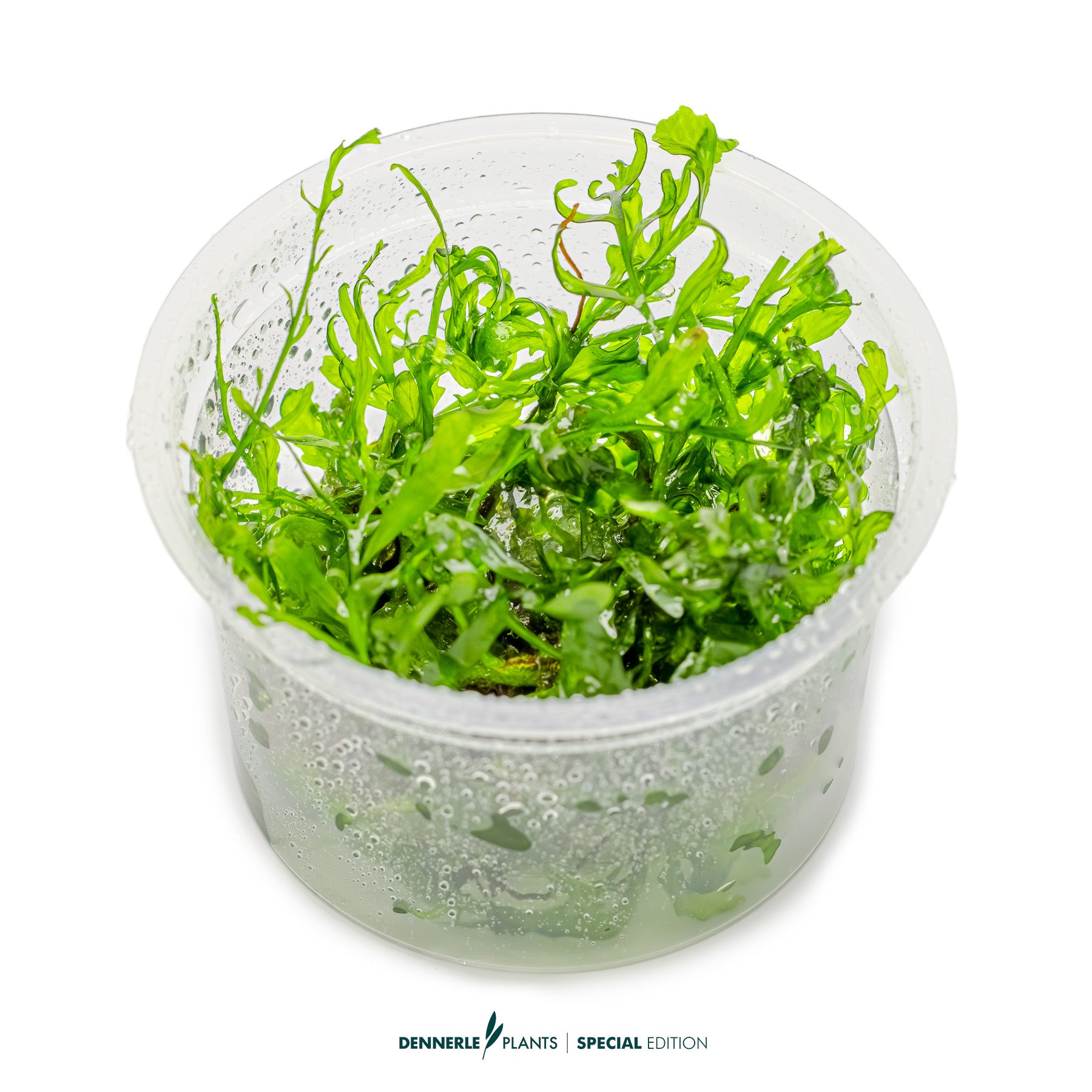 green epiphytic fern Bolbitis heudelotii as aquarium background plant