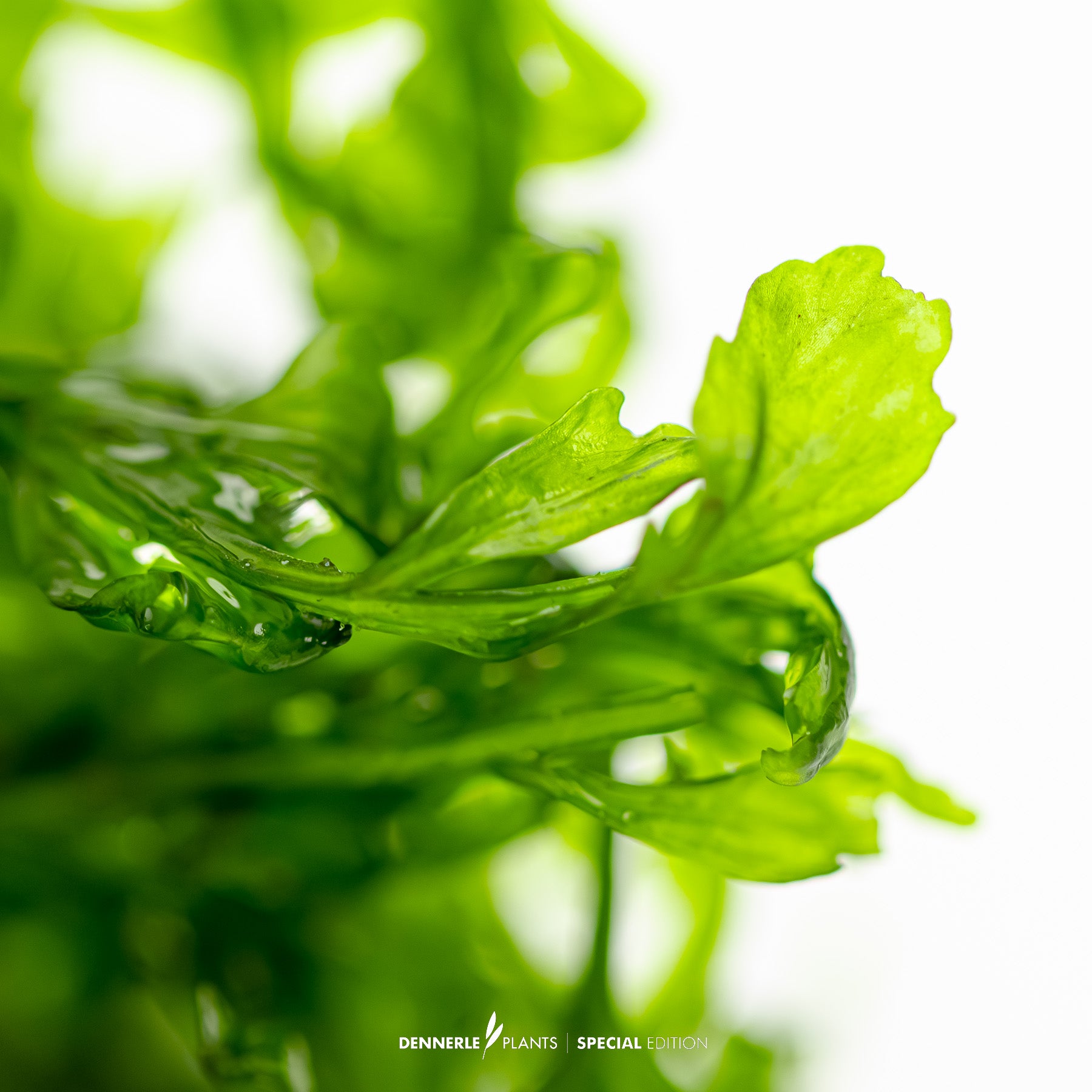 green epiphytic fern Bolbitis heudelotii as aquarium background plant