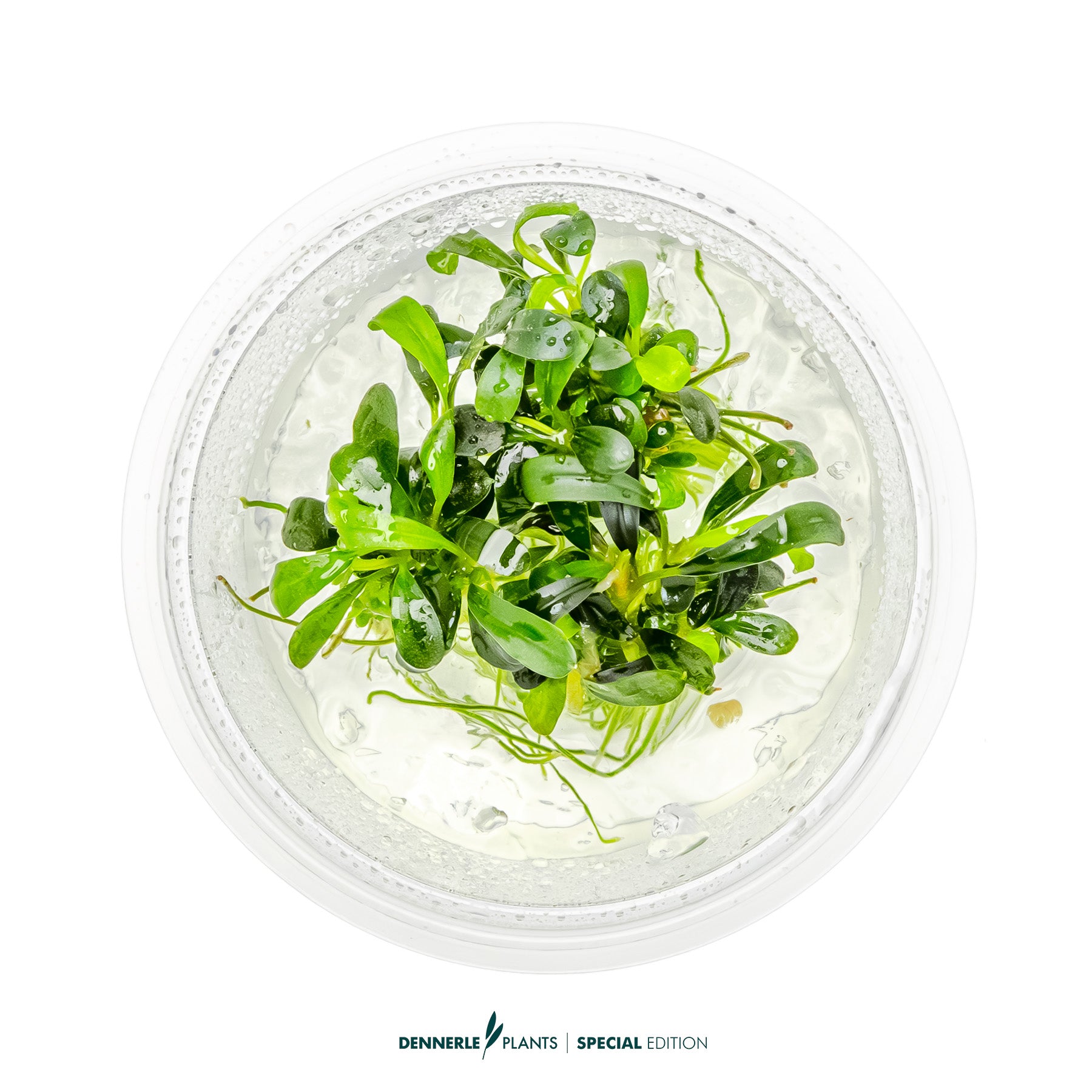 Compact rare Bucephalandra Aqua Artica foreground plant