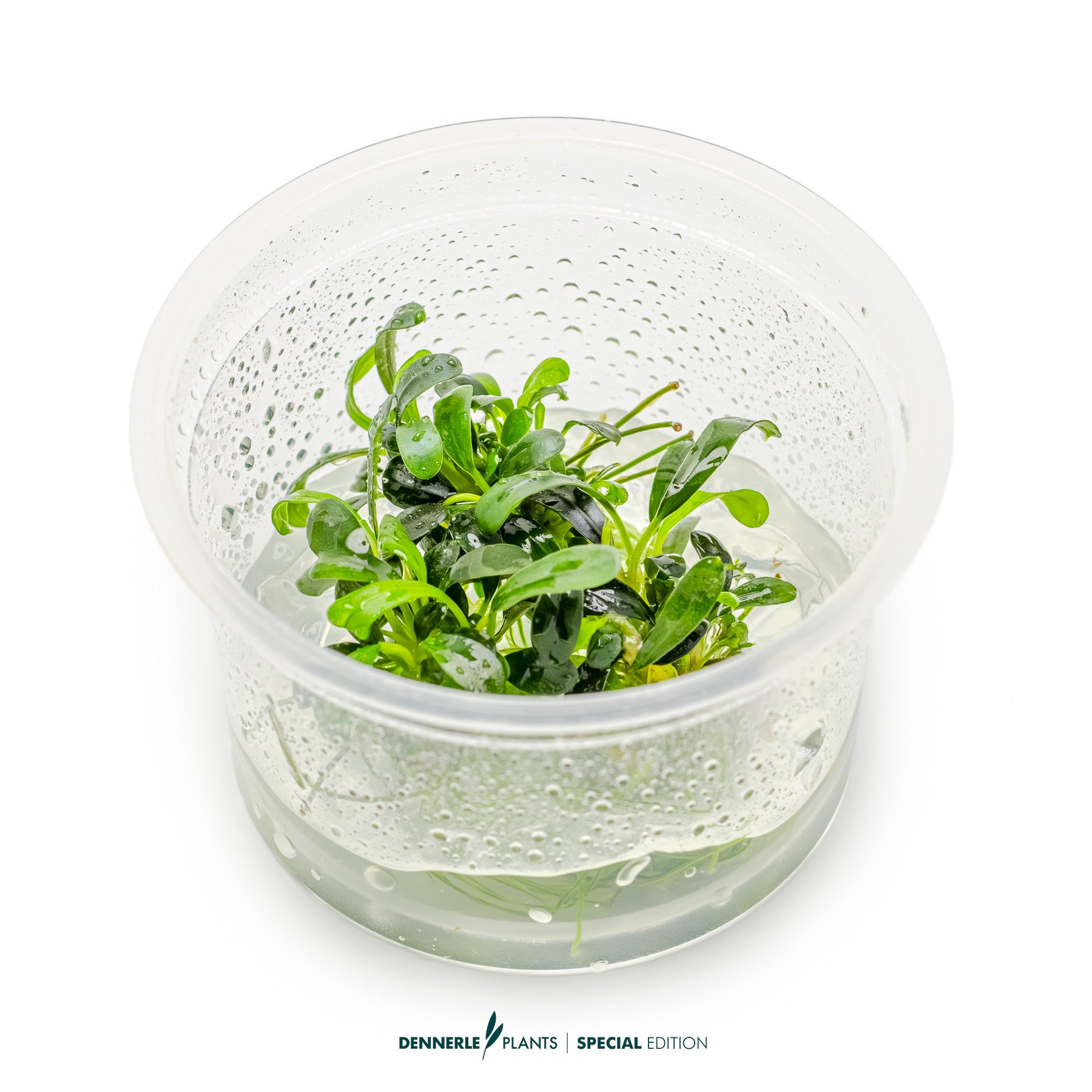 Compact rare Bucephalandra Aqua Artica foreground plant