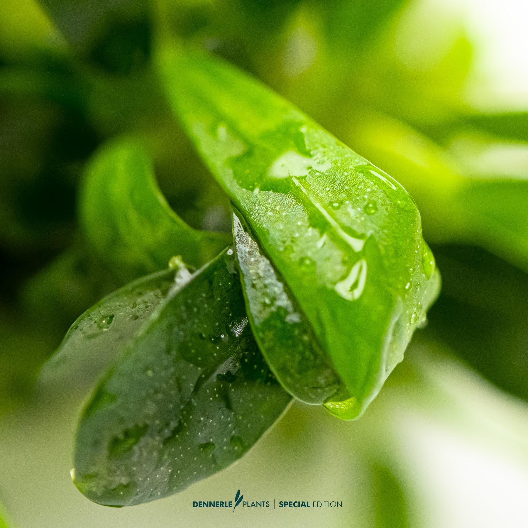 Compact rare Bucephalandra Aqua Artica foreground plant