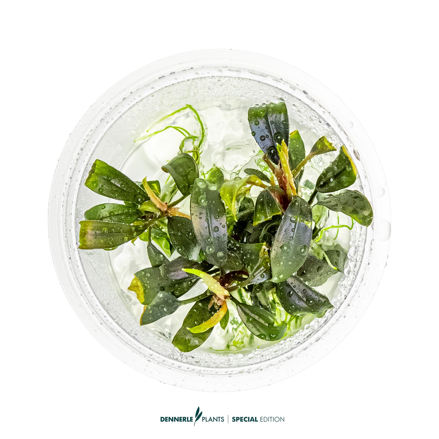 Compact rare Bucephalandra Brownie Ghost foreground plant