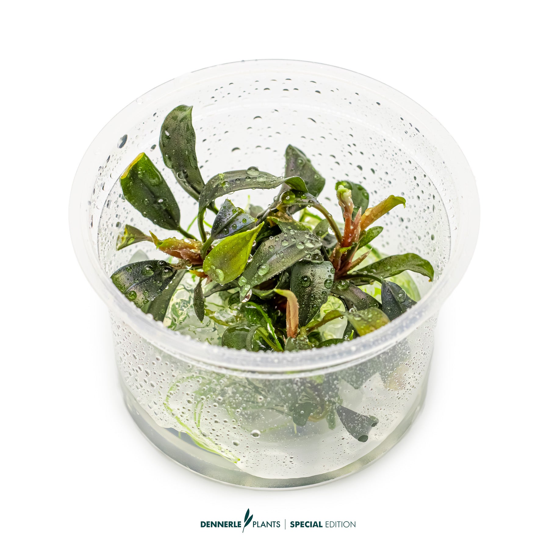 Compact rare Bucephalandra Brownie Ghost foreground plant