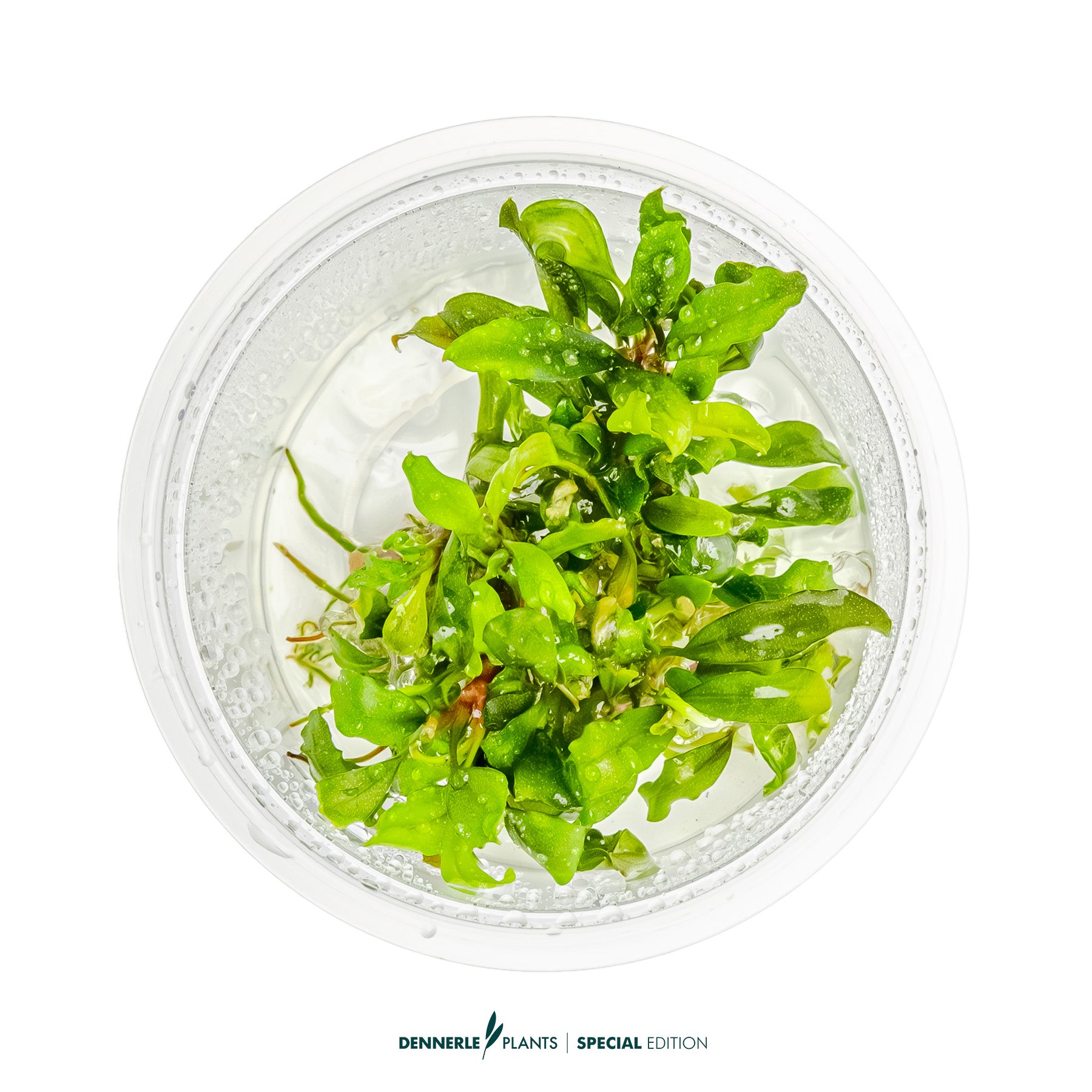 Bucephalandra 'Green Red'