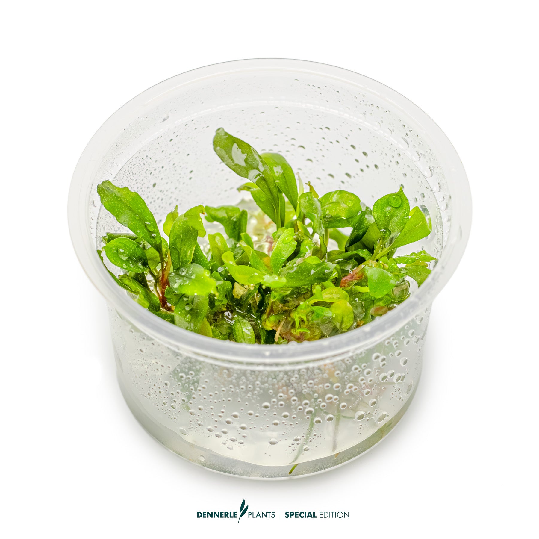 Bucephalandra 'Green Red'