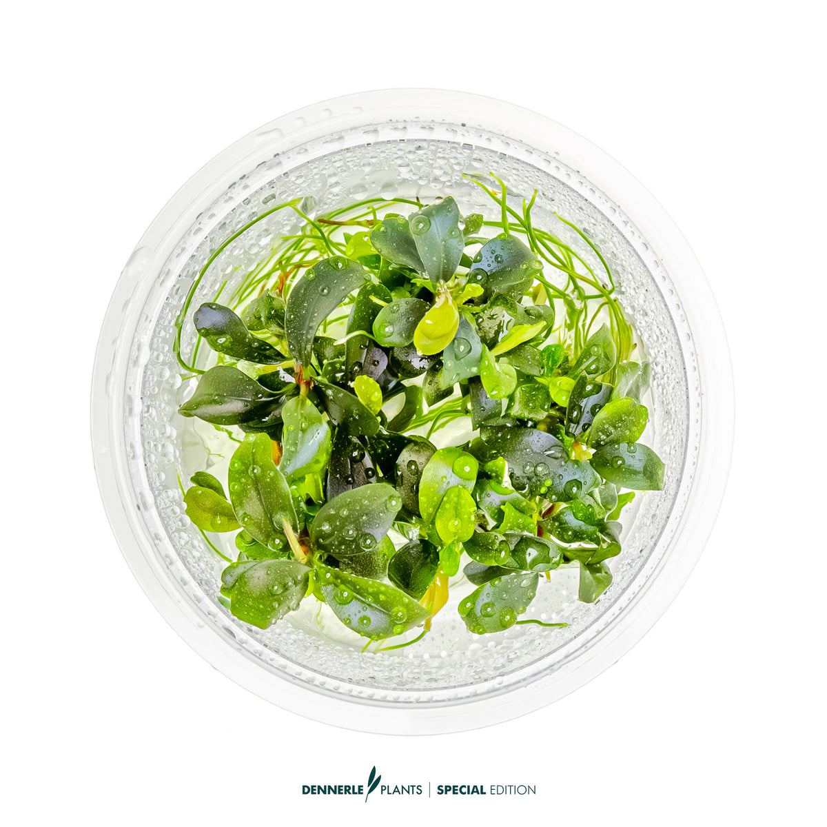 Bucephalandra sp. 