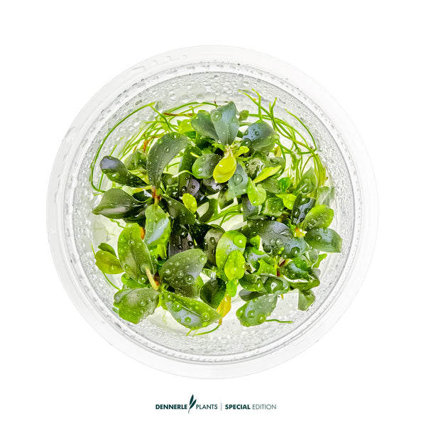 Bucephalandra sp. 