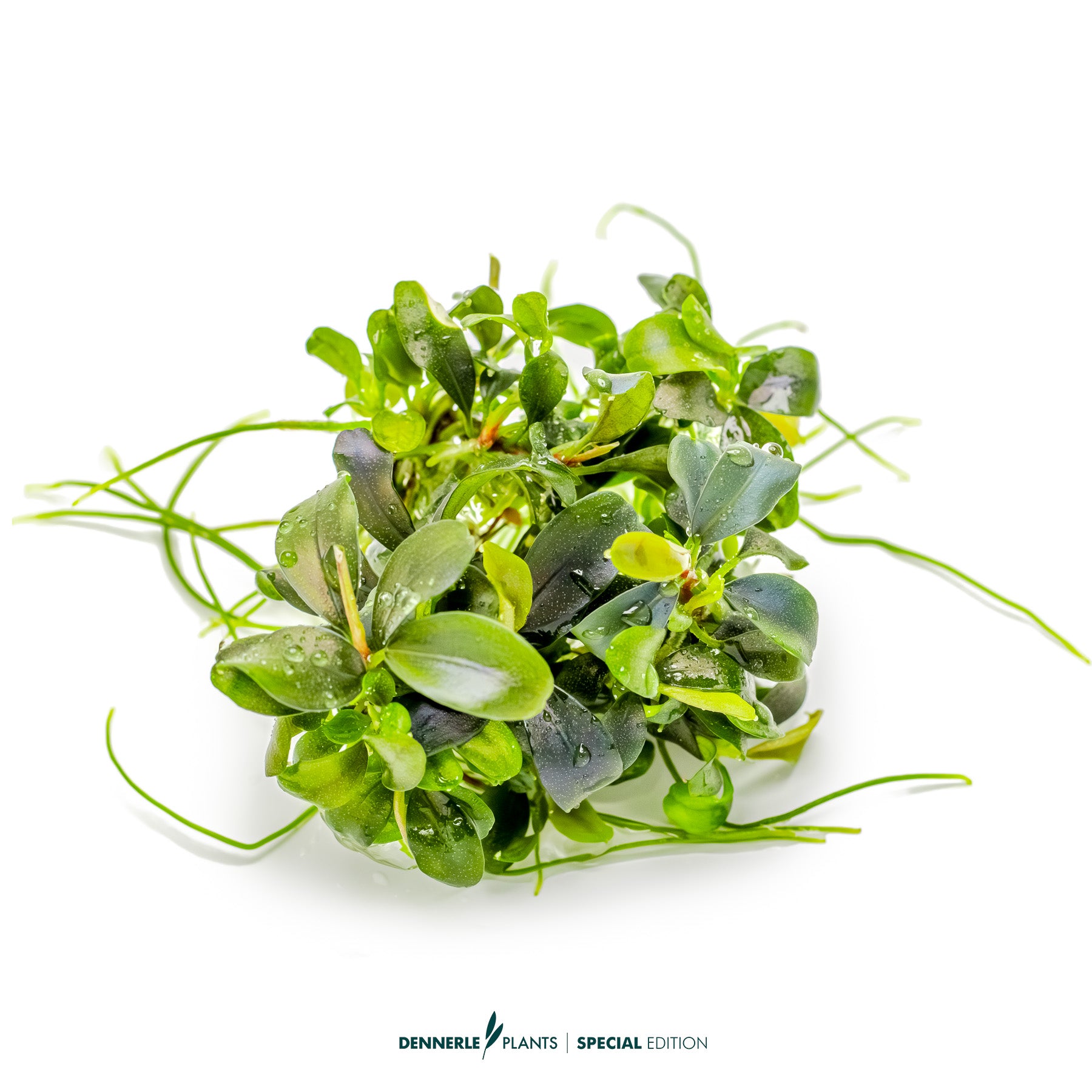 Rare red Bucephalandra Motleyana Red used as foreground nano aquarium plant