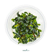 Compact aquarium epiphyte with fine leaves - Bucephalandra 'Needle Leaf'