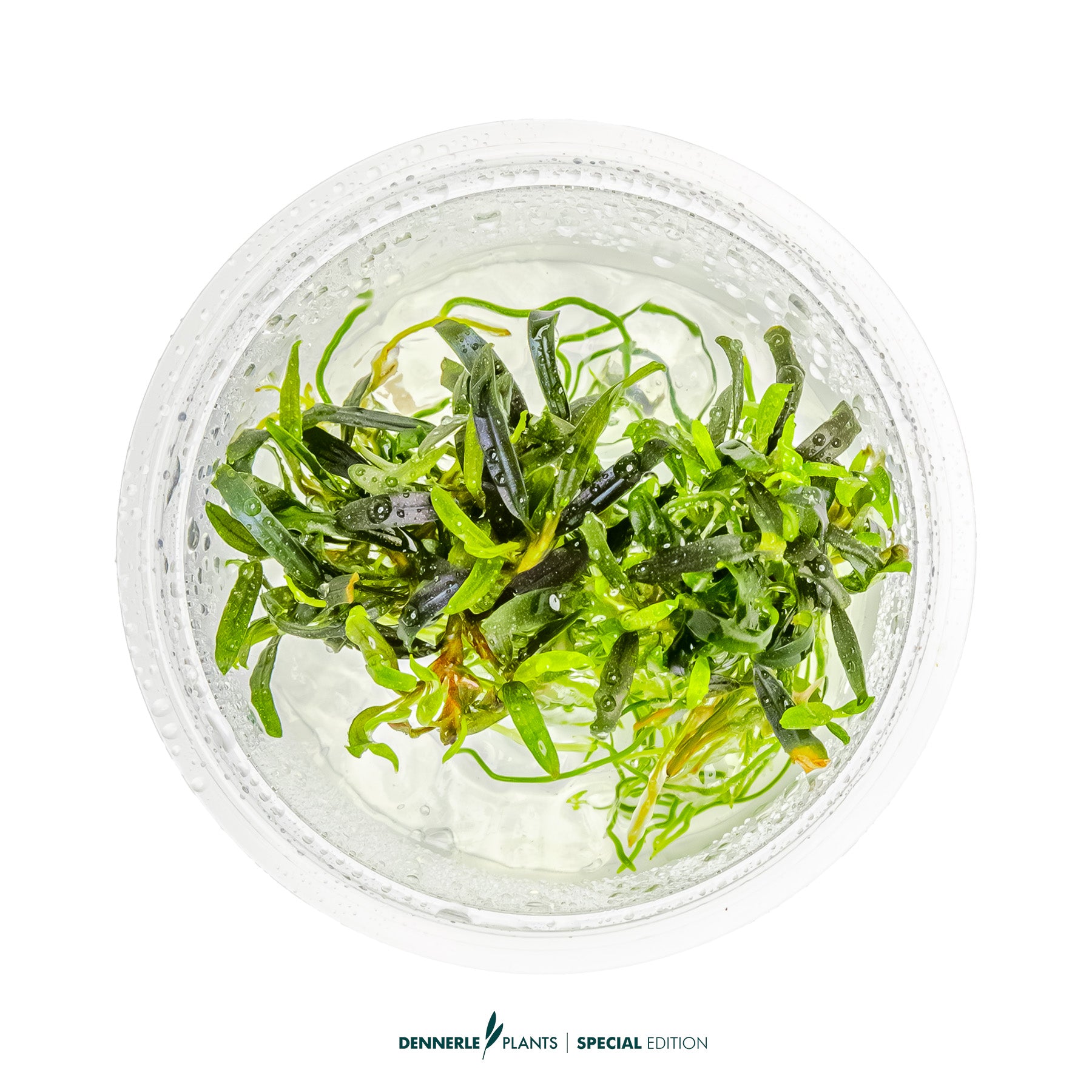 Rare Bucephalandra Velvet Tricolor used as foreground epiphyte plant in nano shrimp tank