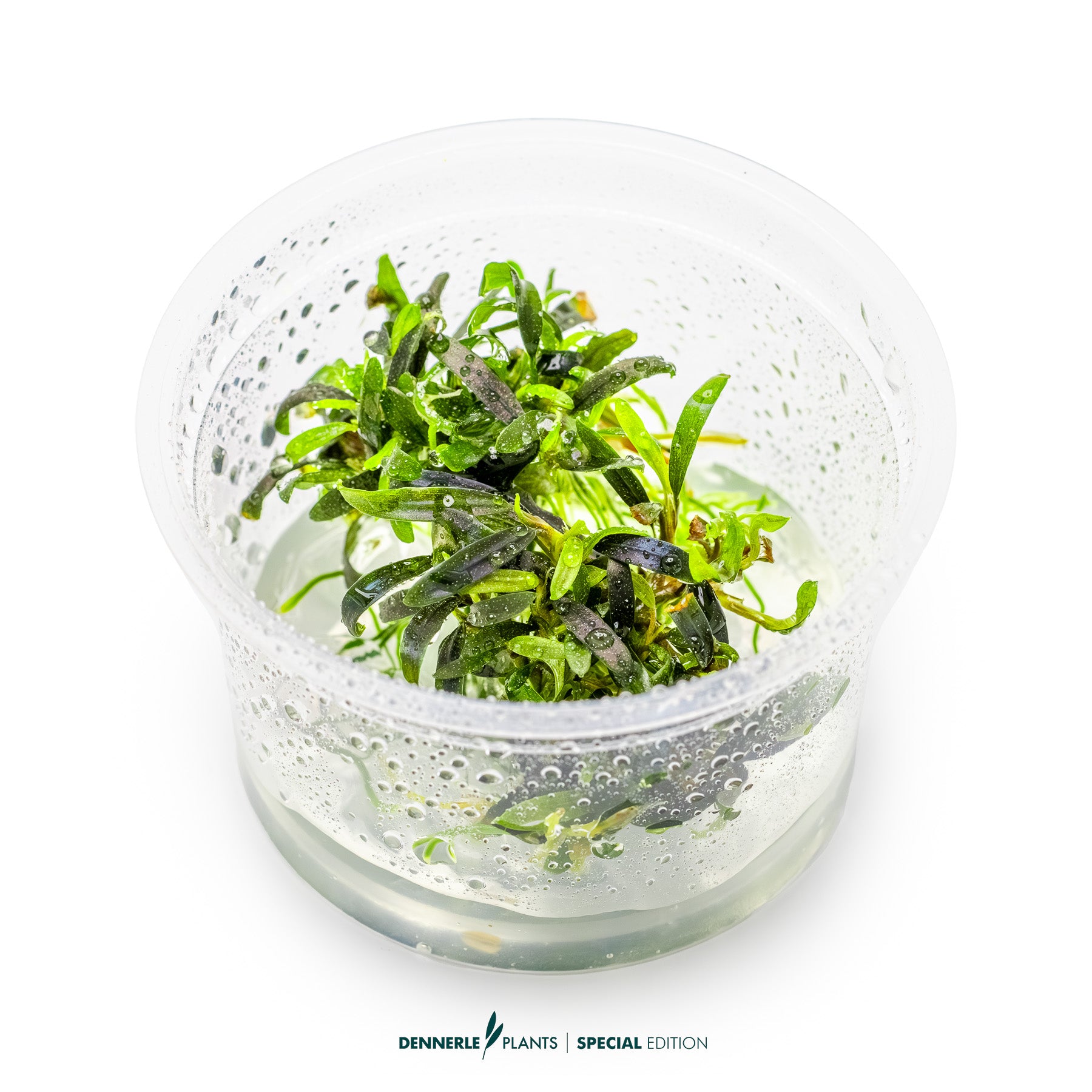 Rare Bucephalandra Velvet Tricolor used as foreground epiphyte plant in nano shrimp tank
