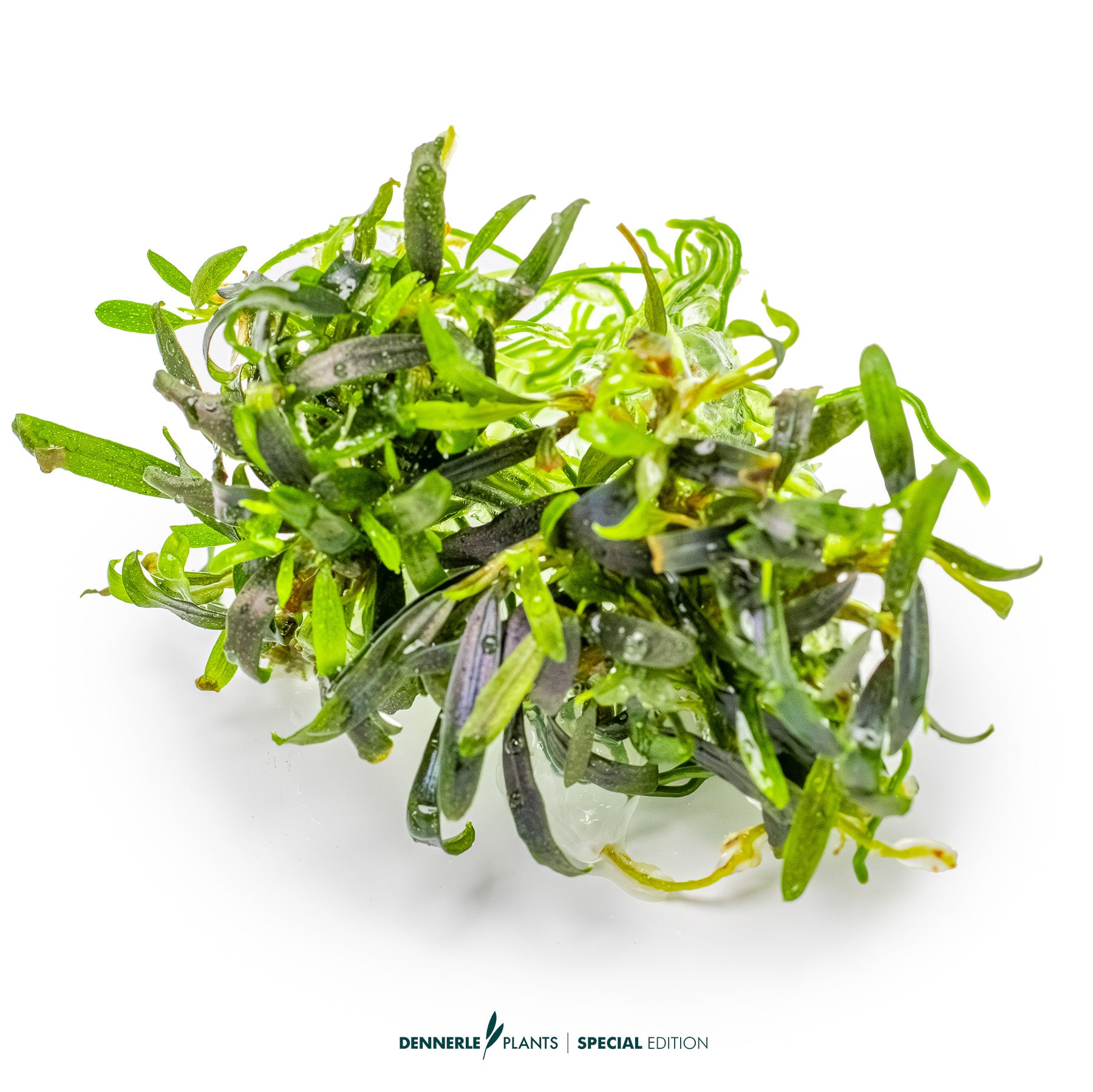 Rare Bucephalandra Velvet Tricolor used as foreground epiphyte plant in nano shrimp tank
