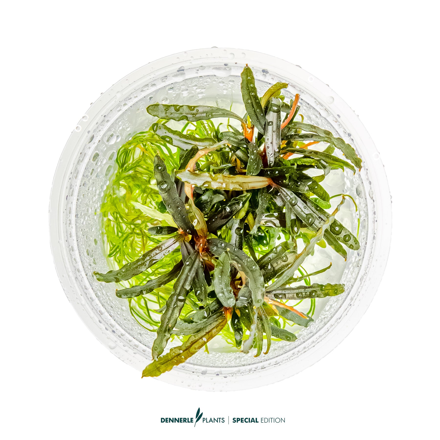 Bucephalandra spec.