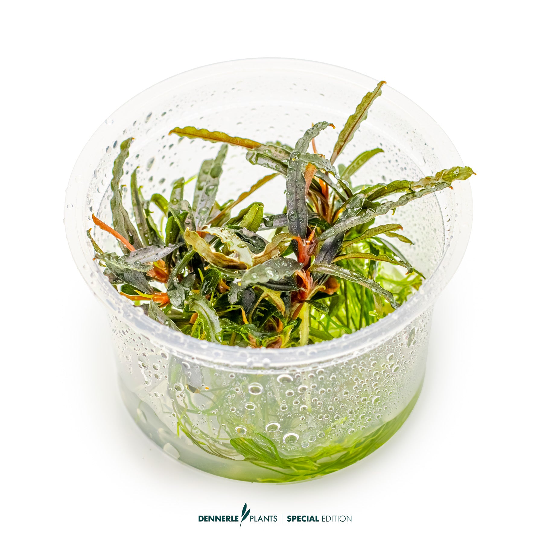 Bucephalandra spec.