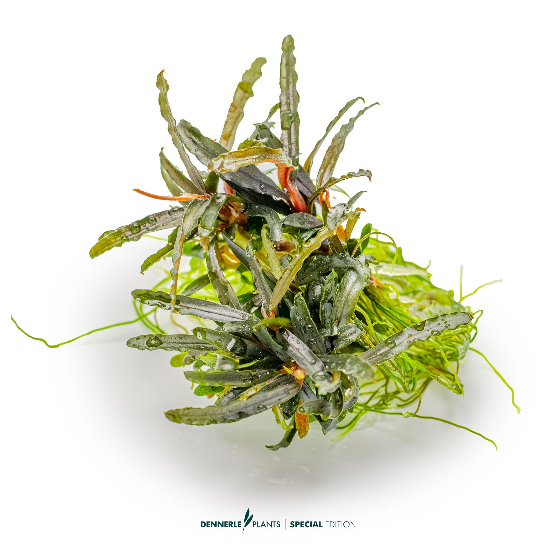 Bucephalandra spec.