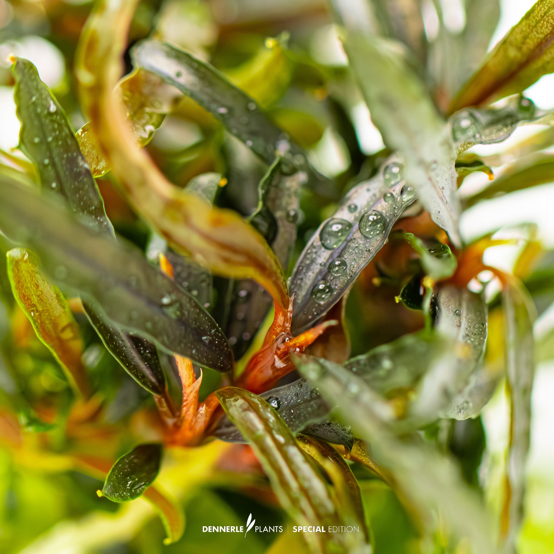 Bucephalandra spec.