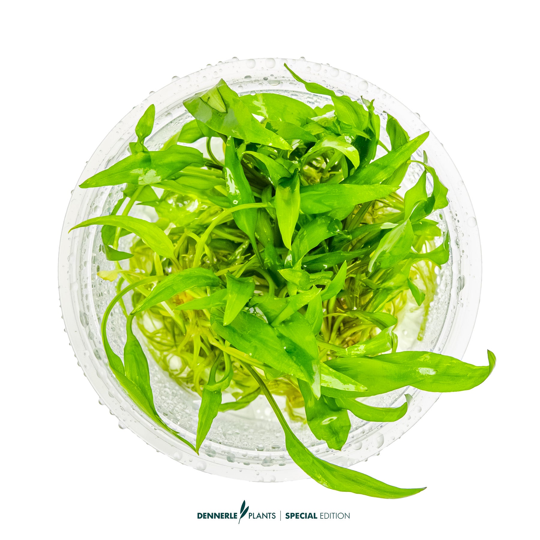 Cryptocoryne Green Gecko with bright green hammered leaves