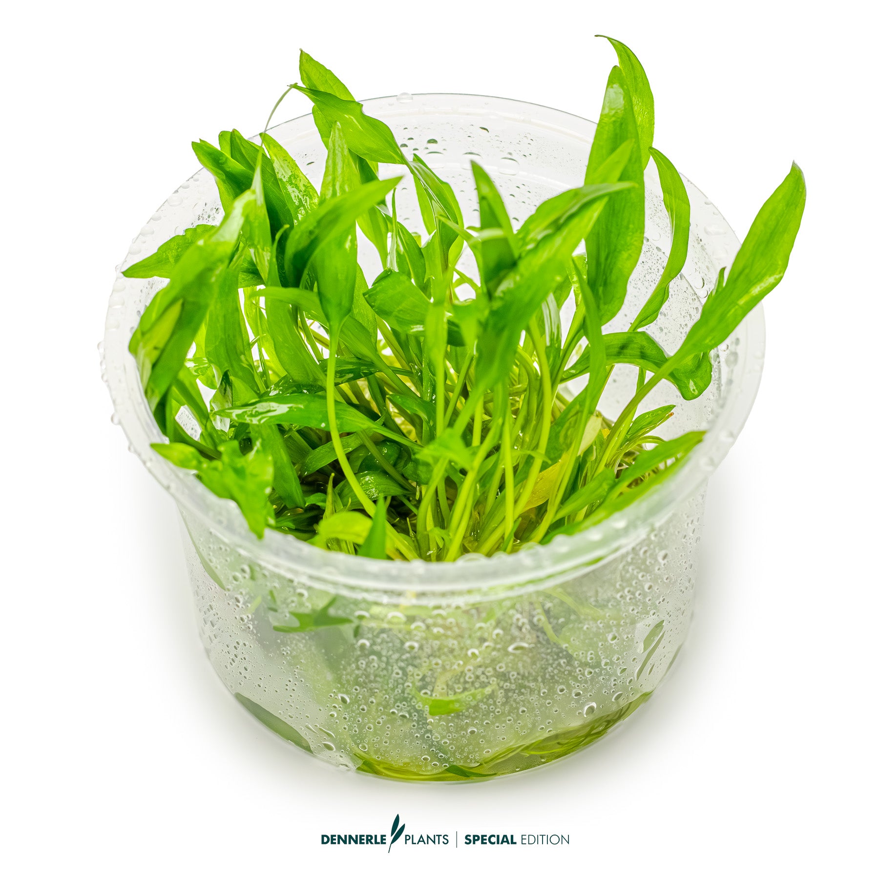 Cryptocoryne Green Gecko with bright green hammered leaves