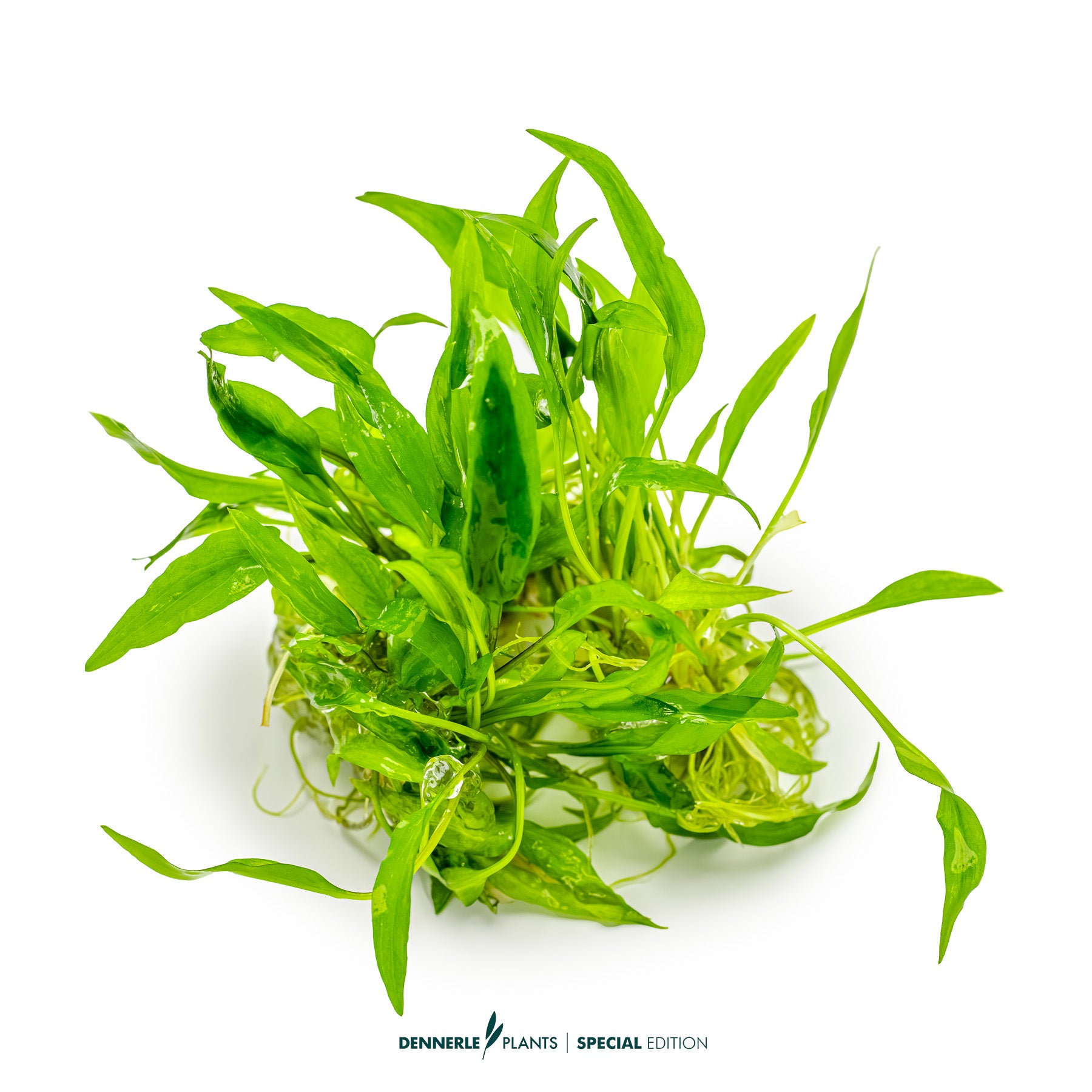 Cryptocoryne Green Gecko with bright green hammered leaves