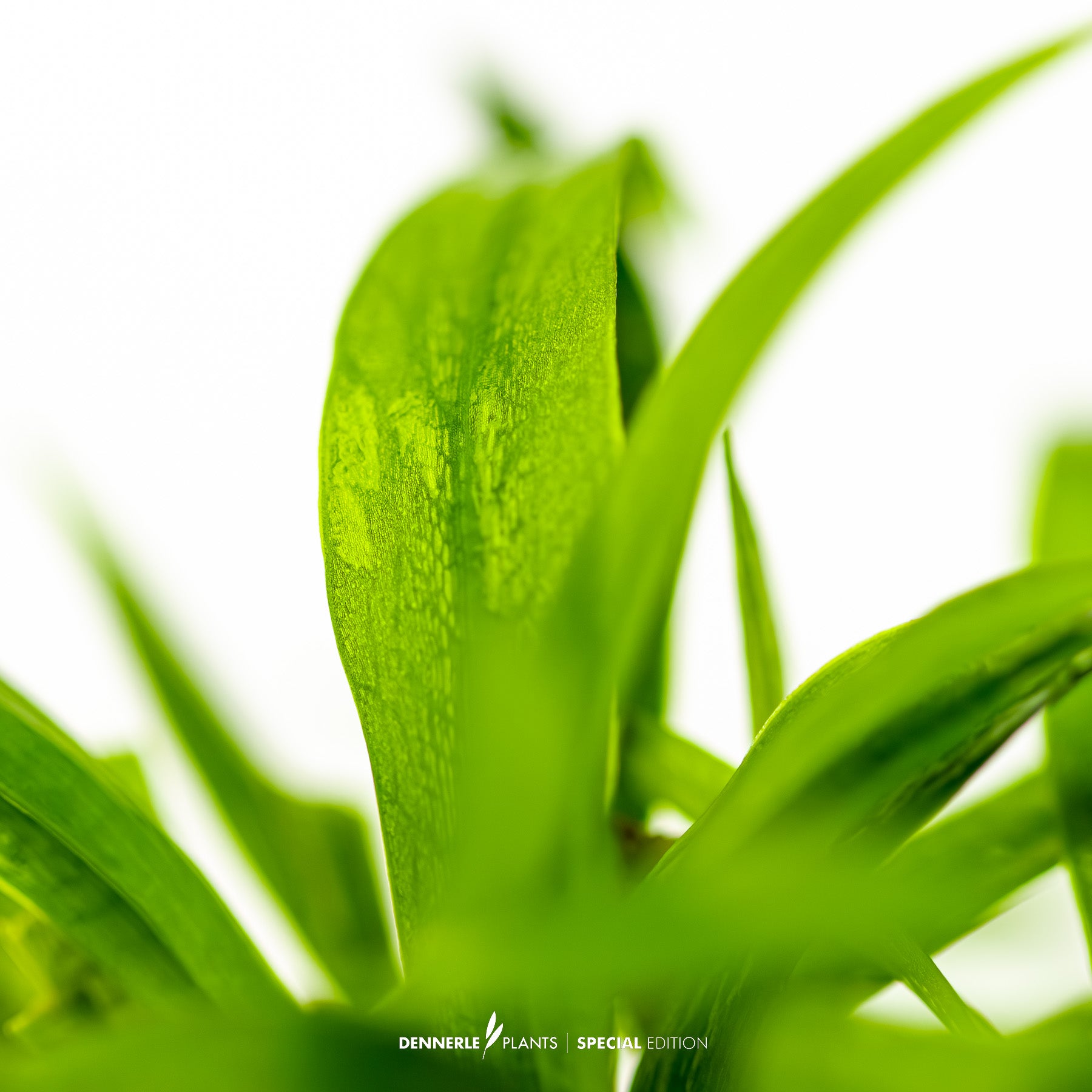 Cryptocoryne Green Gecko with bright green hammered leaves
