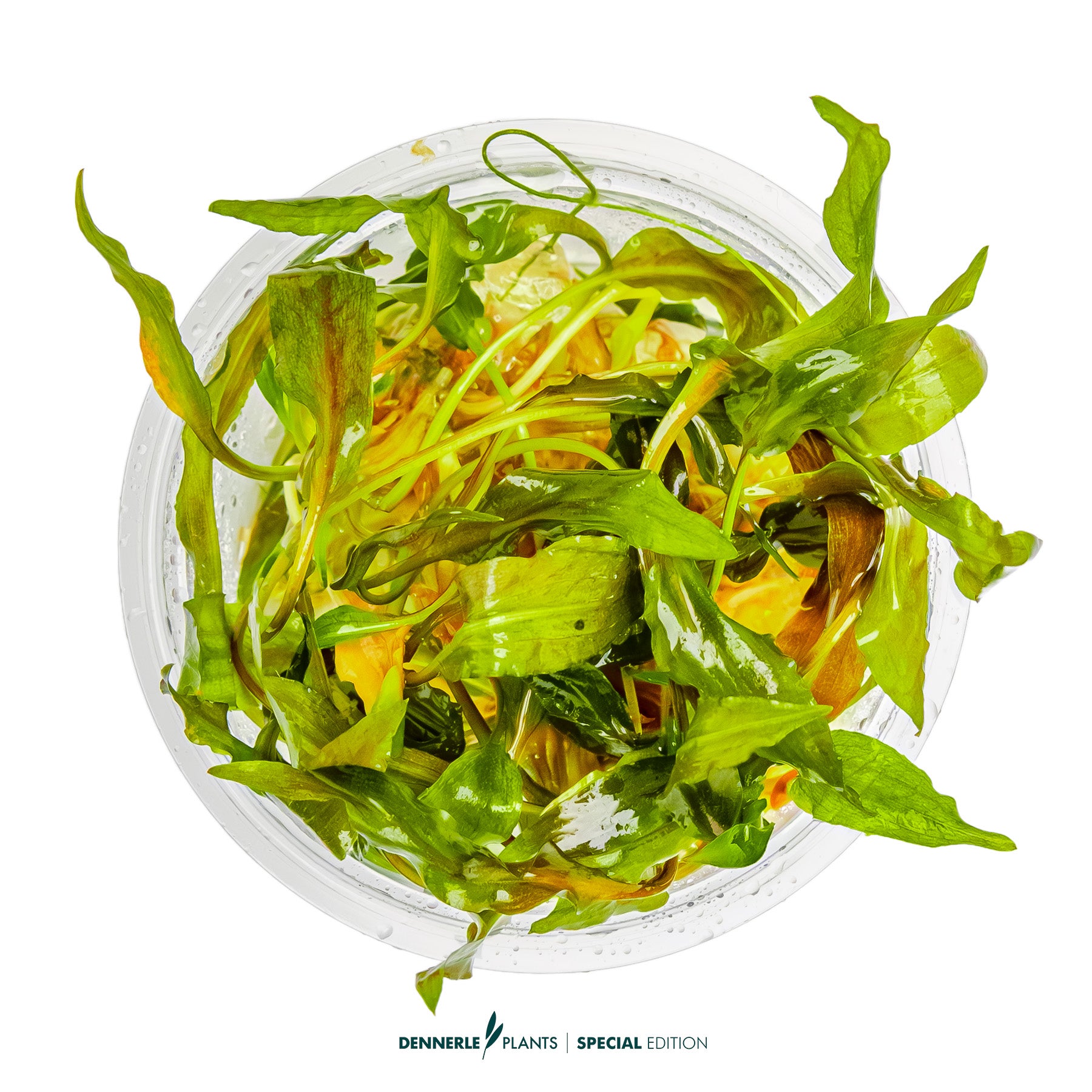 Rare Borneo Cryptocoryne bullosa with reddish brown textured leaves