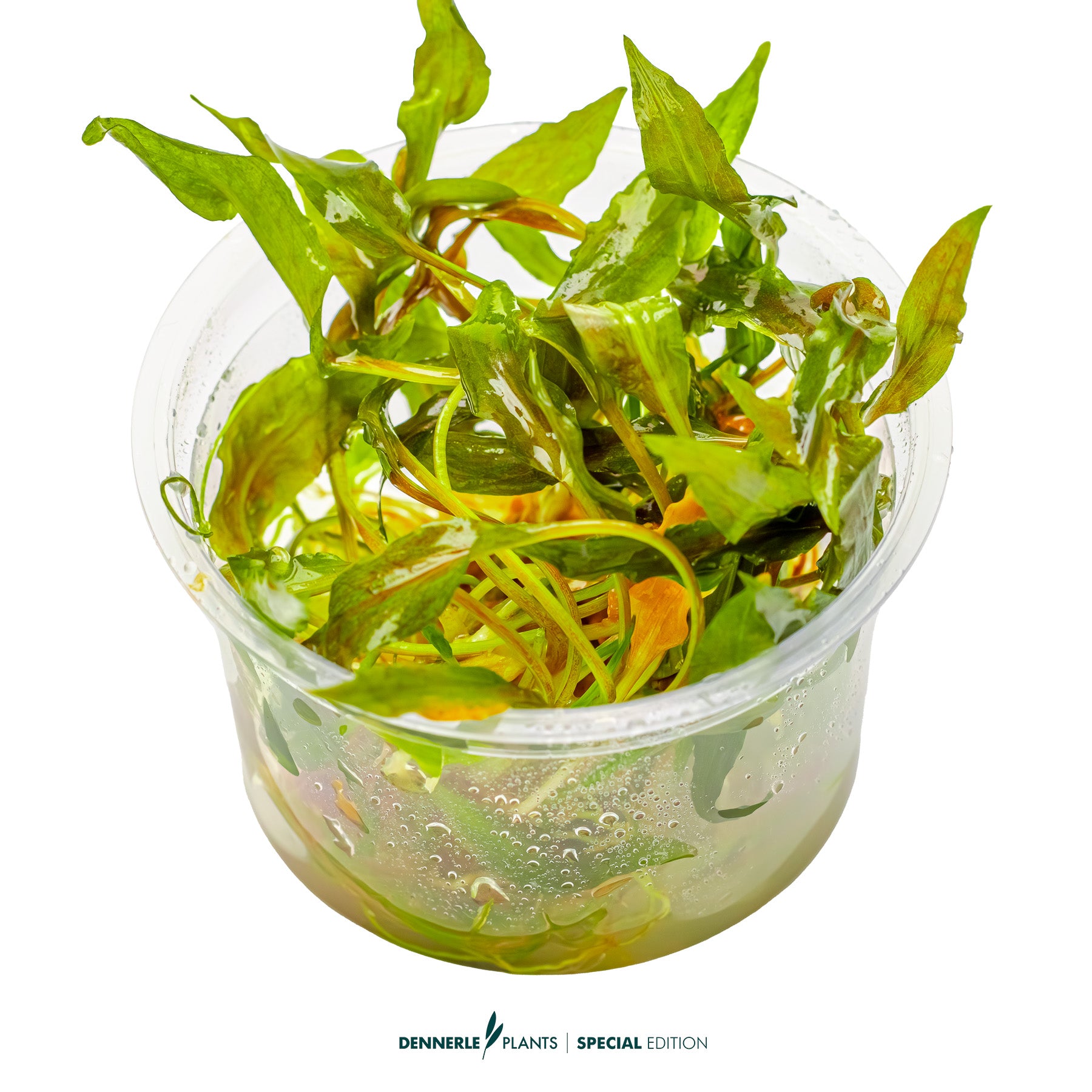 Rare Borneo Cryptocoryne bullosa with reddish brown textured leaves