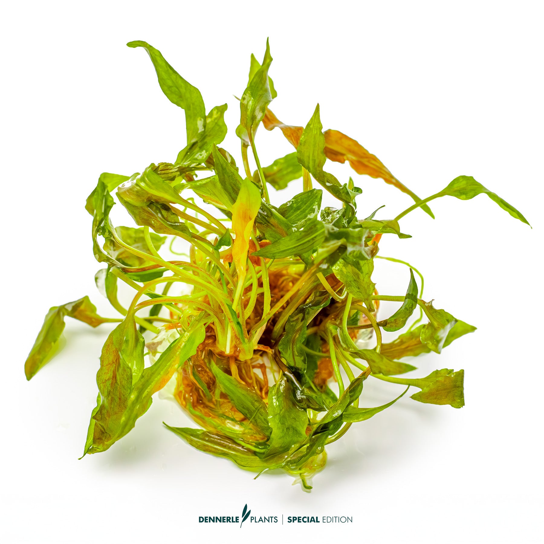 Rare Borneo Cryptocoryne bullosa with reddish brown textured leaves