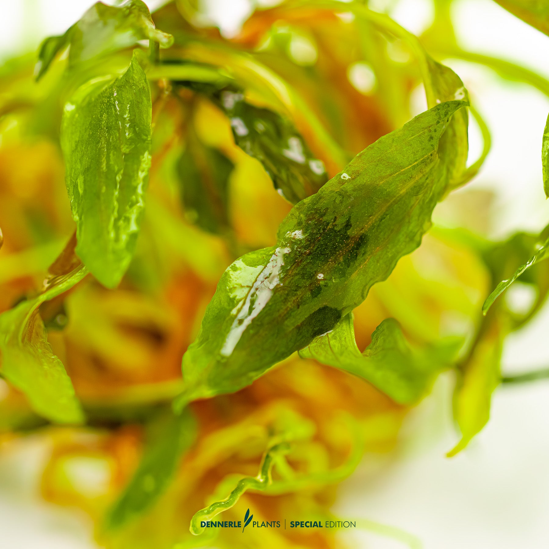 Rare Borneo Cryptocoryne bullosa with reddish brown textured leaves