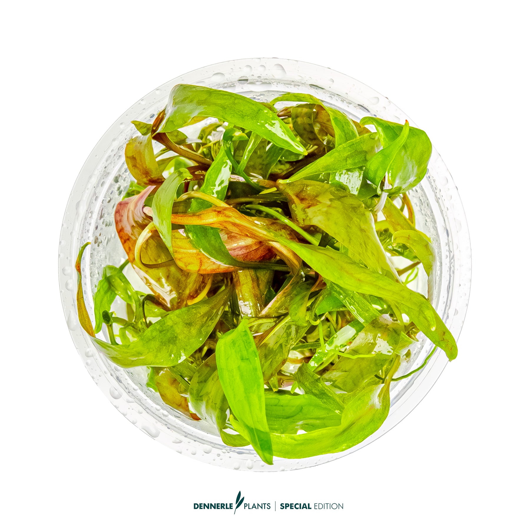 Hardy Cryptocoryne cordata - midground aquarium plant