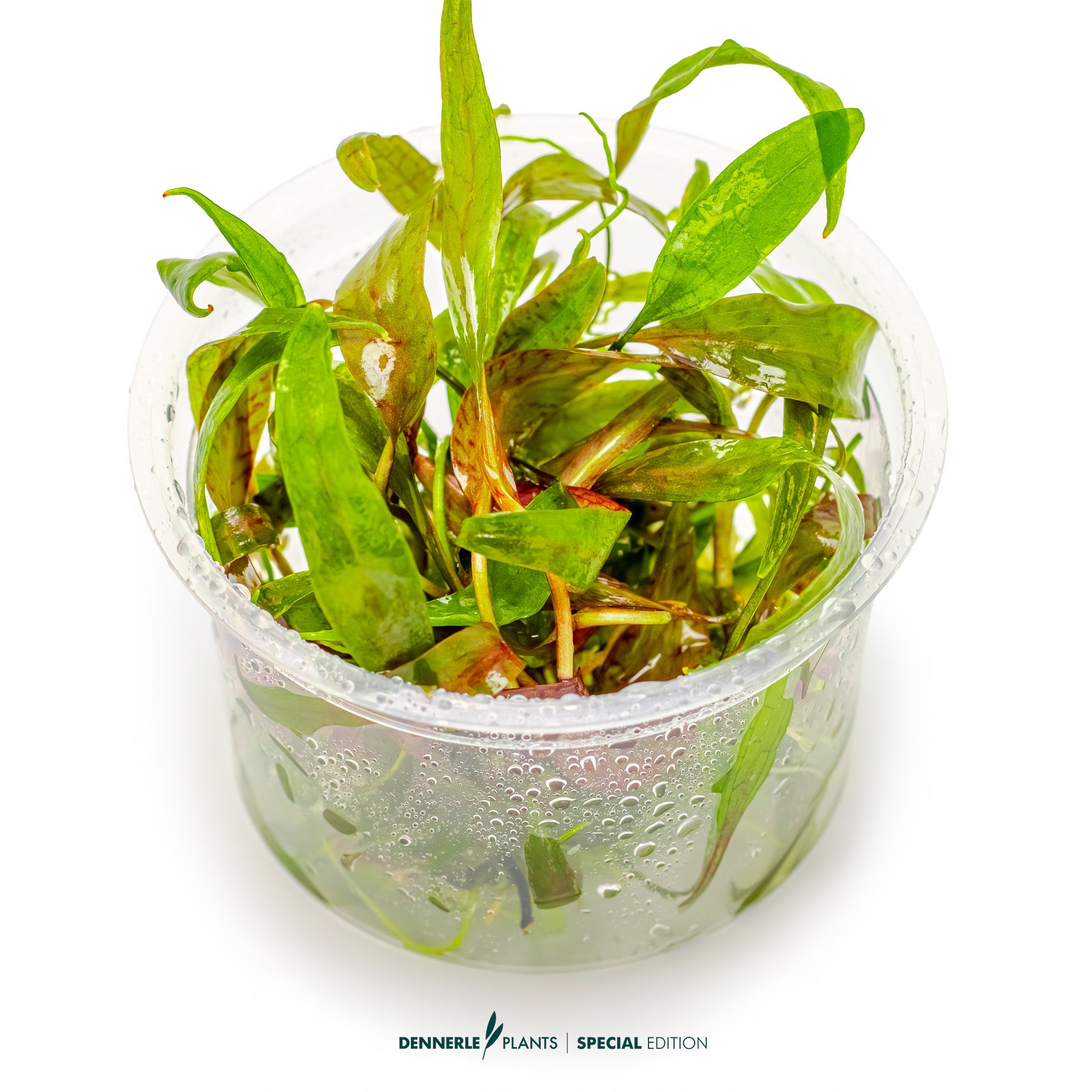 Hardy Cryptocoryne cordata - midground aquarium plant