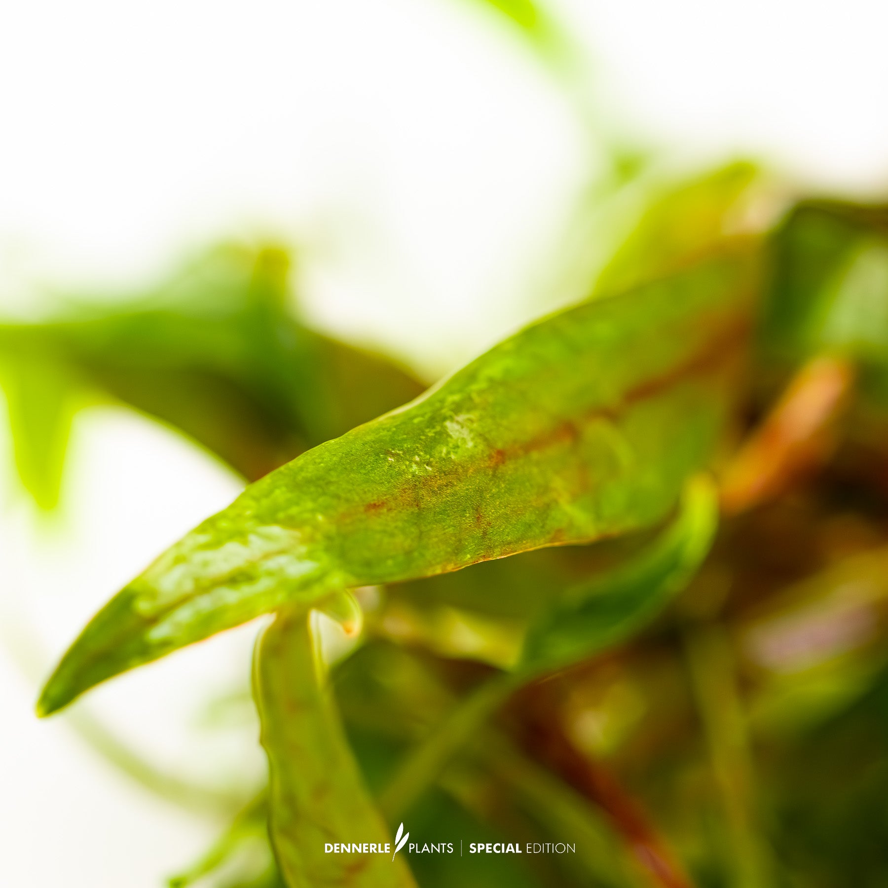 Hardy Cryptocoryne cordata - midground aquarium plant