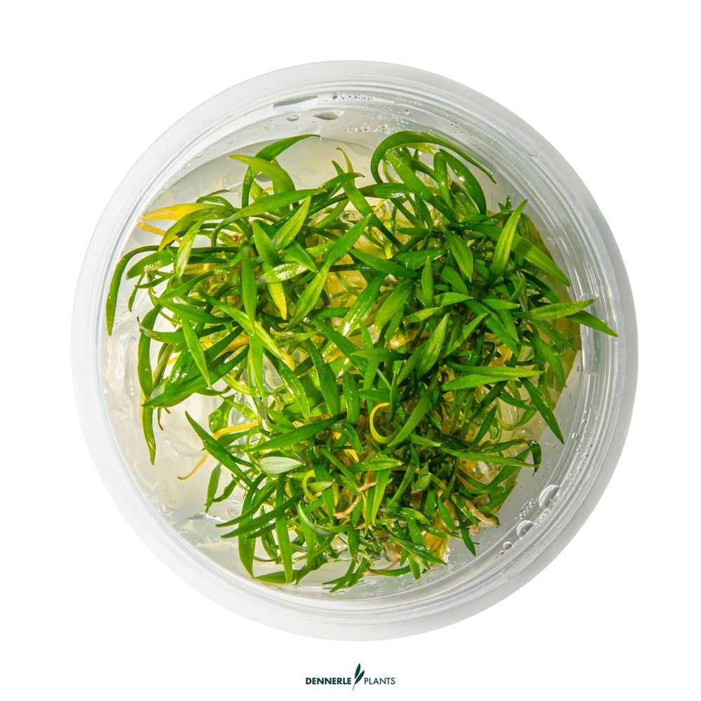 Cryptocoryne parva - Compact Foreground Aquarium Plant | Low-Growing Crypt