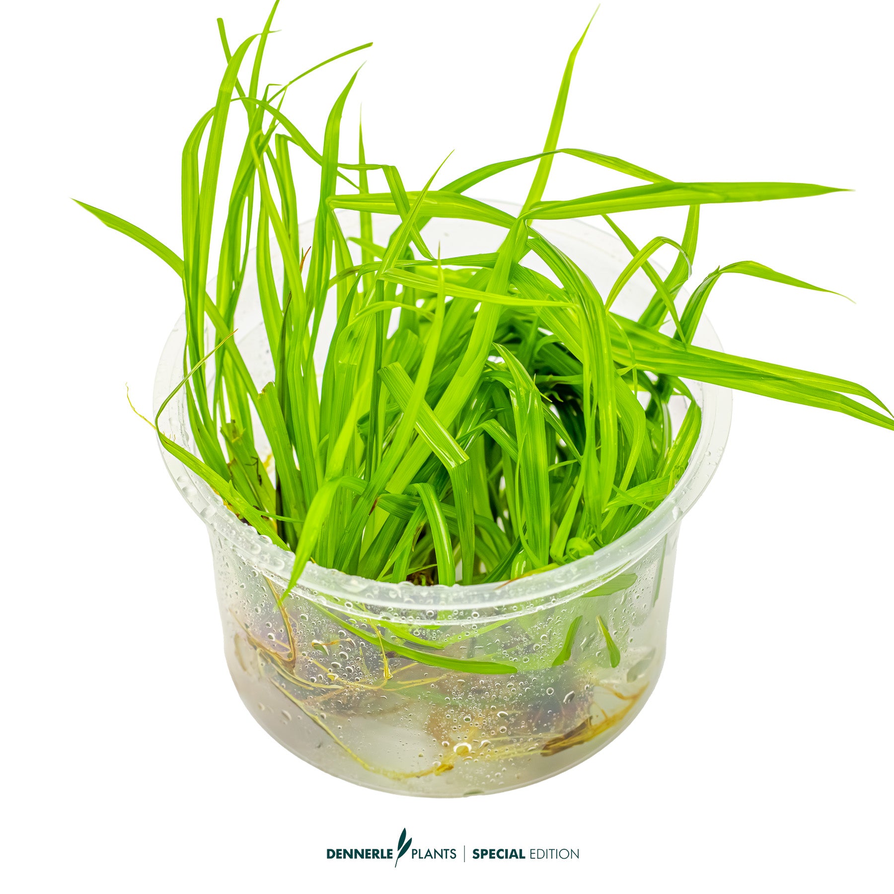 Cyperus helferi with long ribbon-like green leaves swaying in background of aquascape