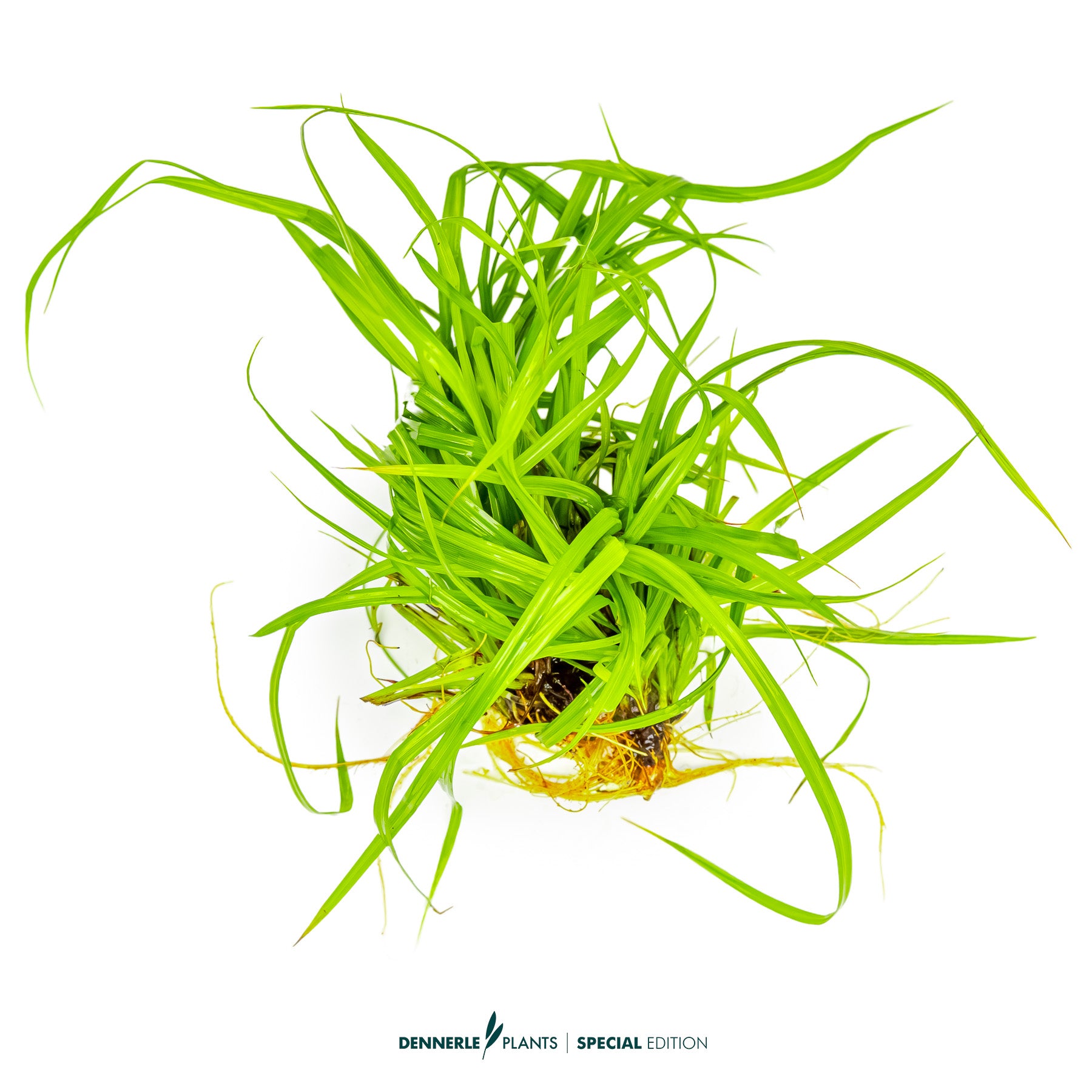 Cyperus helferi with long ribbon-like green leaves swaying in background of aquascape