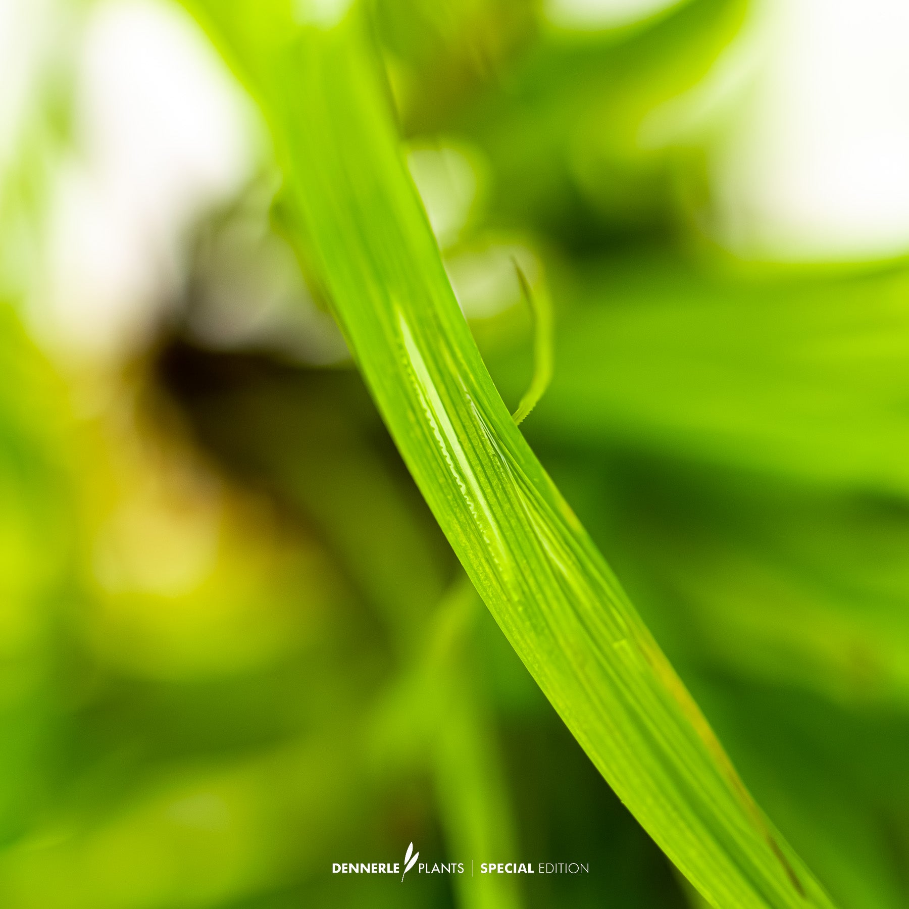Cyperus helferi with long ribbon-like green leaves swaying in background of aquascape