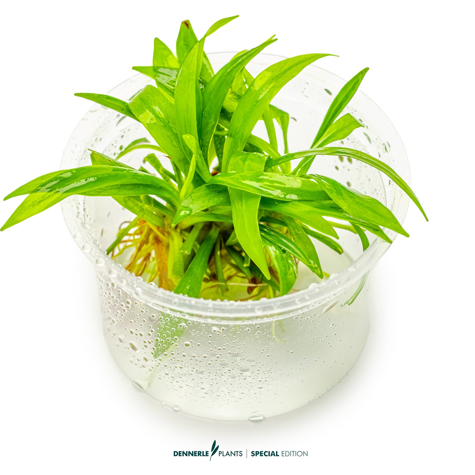 Echinodorus Latifolius broad-leaved dwarf sword forming lush aquarium