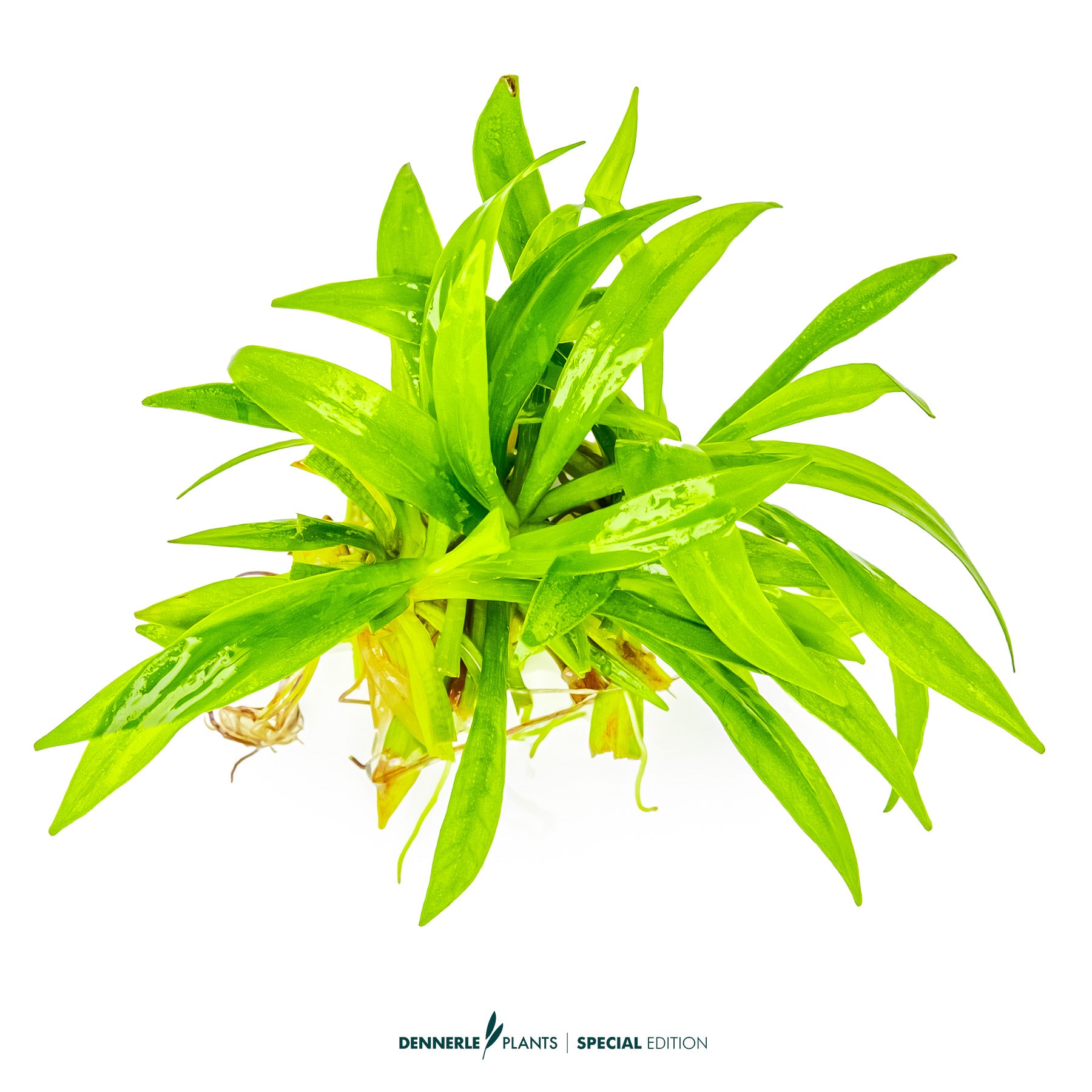 Echinodorus Latifolius broad-leaved dwarf sword forming lush aquarium