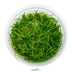 Eleocharis acicularis - Dwarf Hairgrass with fine green blades