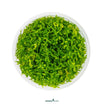 Bright green bushy stem plant for nano tanks – Hemianthus micranthemoides
