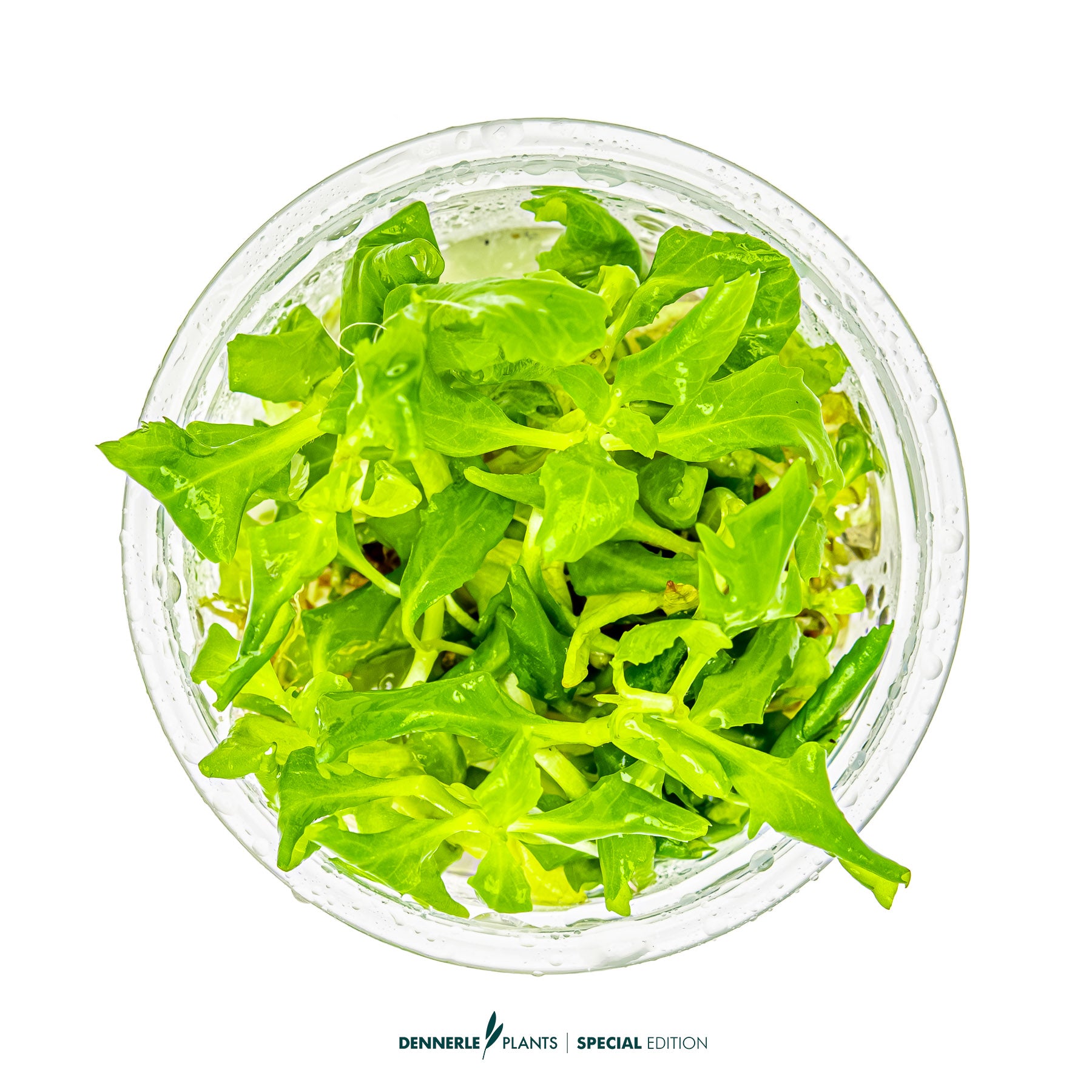 Hygrophila difformis