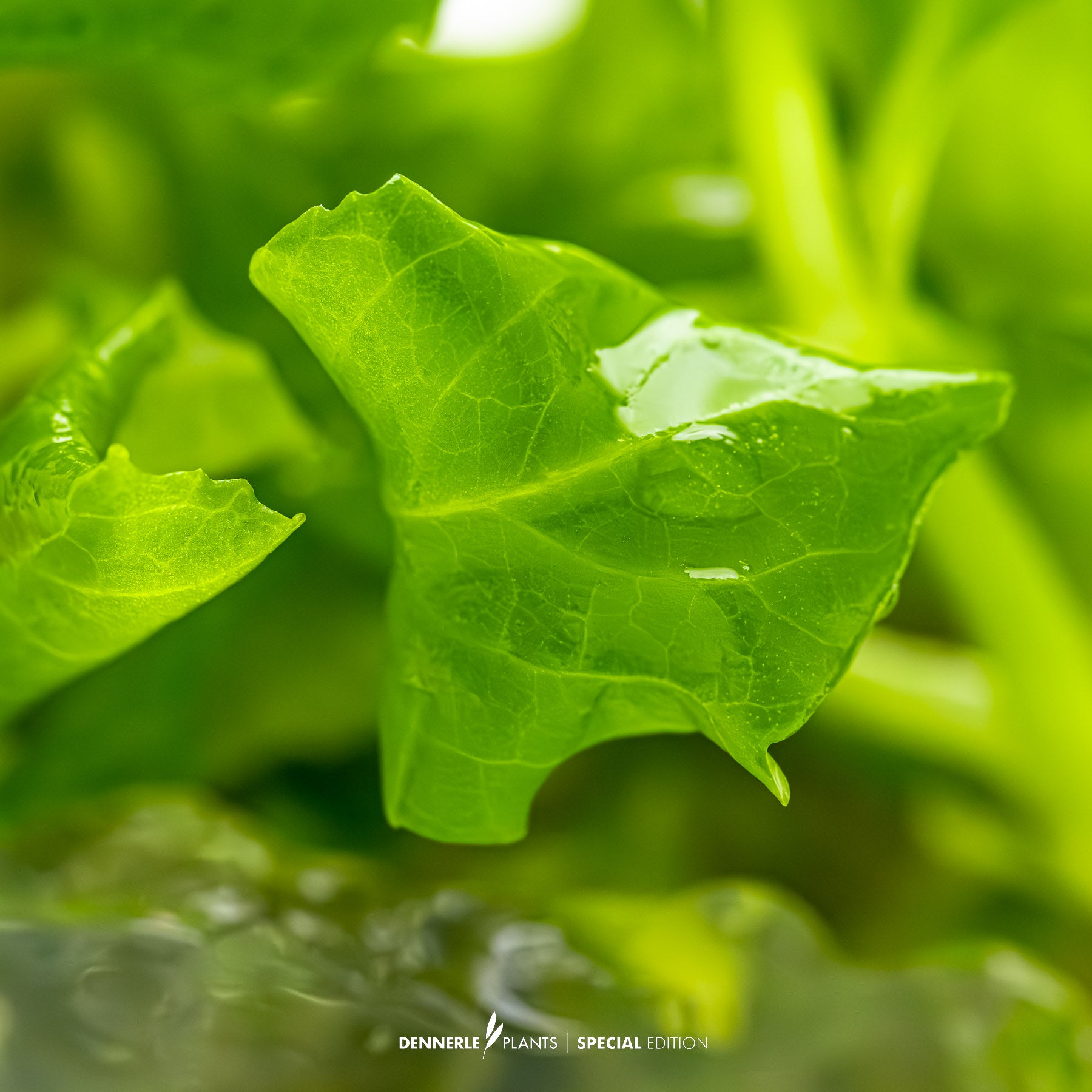 Hygrophila difformis