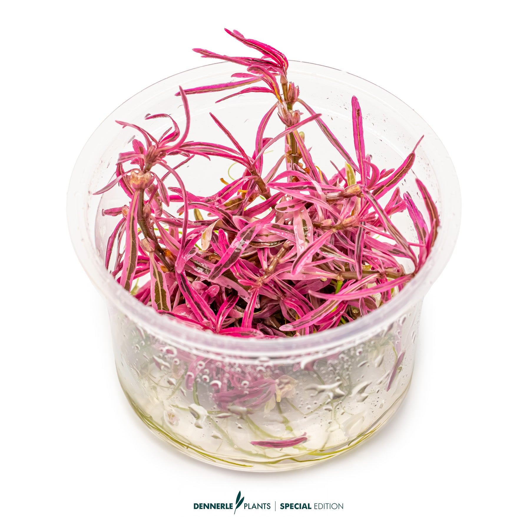 Hygrophila lancea Chai with narrow pink leaves as midground highlight in aquascape
