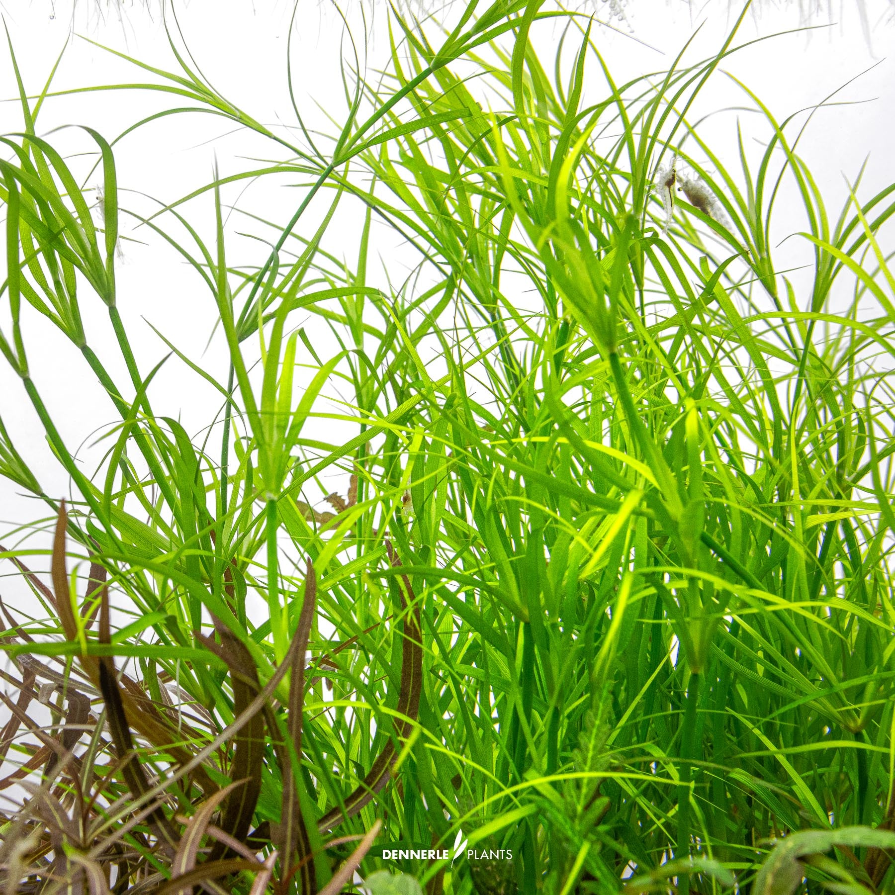 Dennerle Plants Juncus repens growing under water