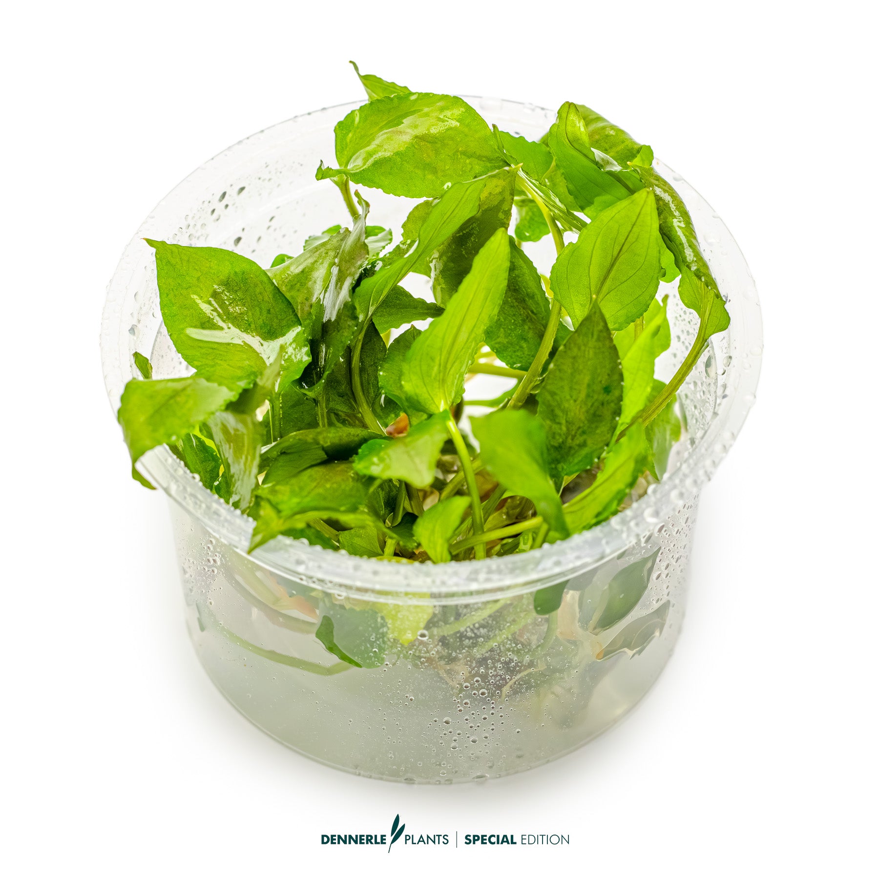 Lagenandra keralensis with broad wavy green leaves used as midground plant in aquascape